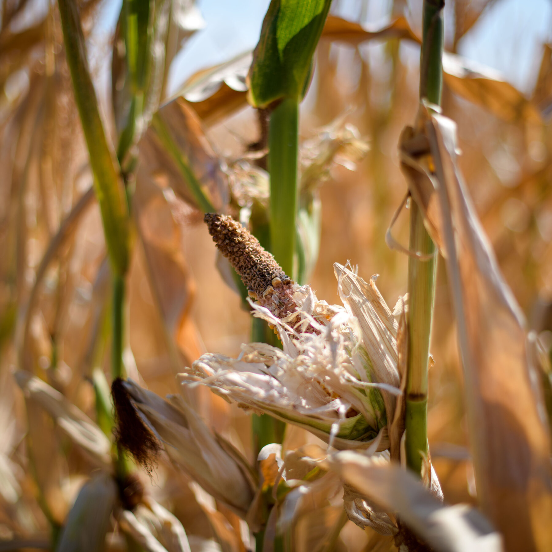 Soaring Temperatures Threaten Crops, So Scientists Are Looking to Alter the Plants