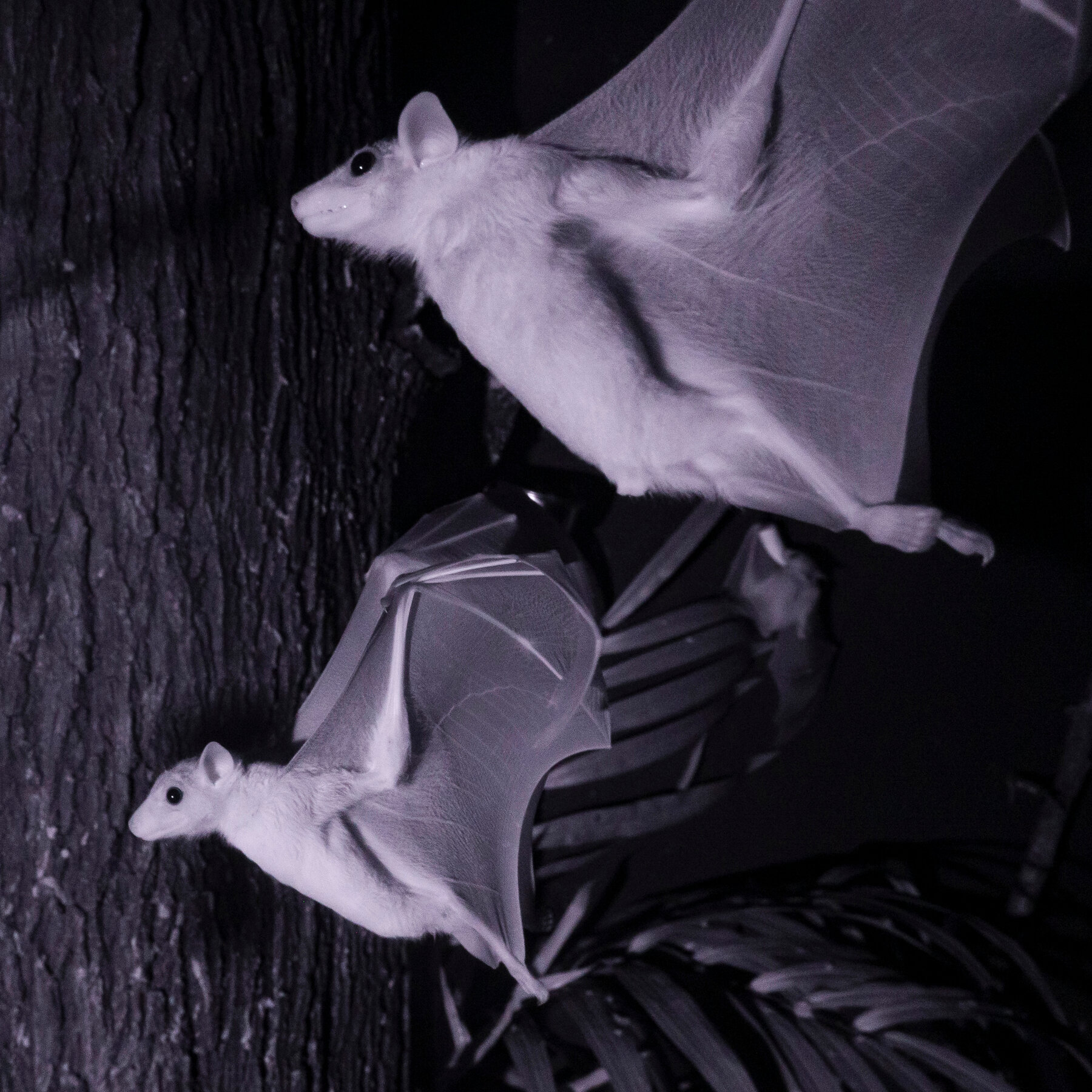 Spend an Hour in the Dark With Bats, Cats and Naked Mole Rats