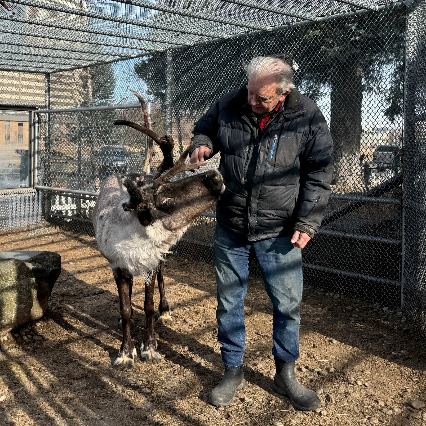 Star VII, Anchorage’s Famous Reindeer, Dies Weeks After Poisoning