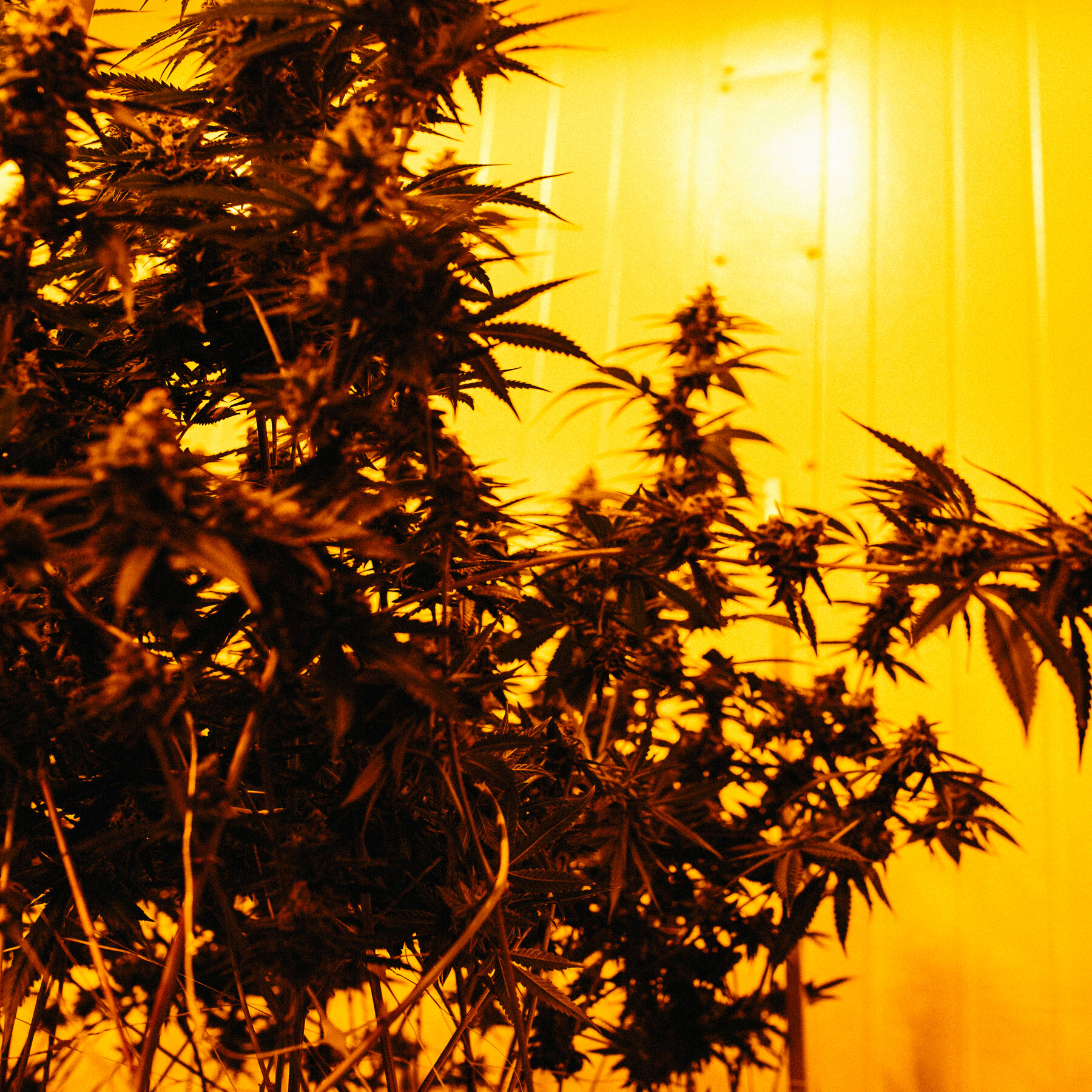 State Cracks Down on Bad Behavior in Legal Cannabis Trade