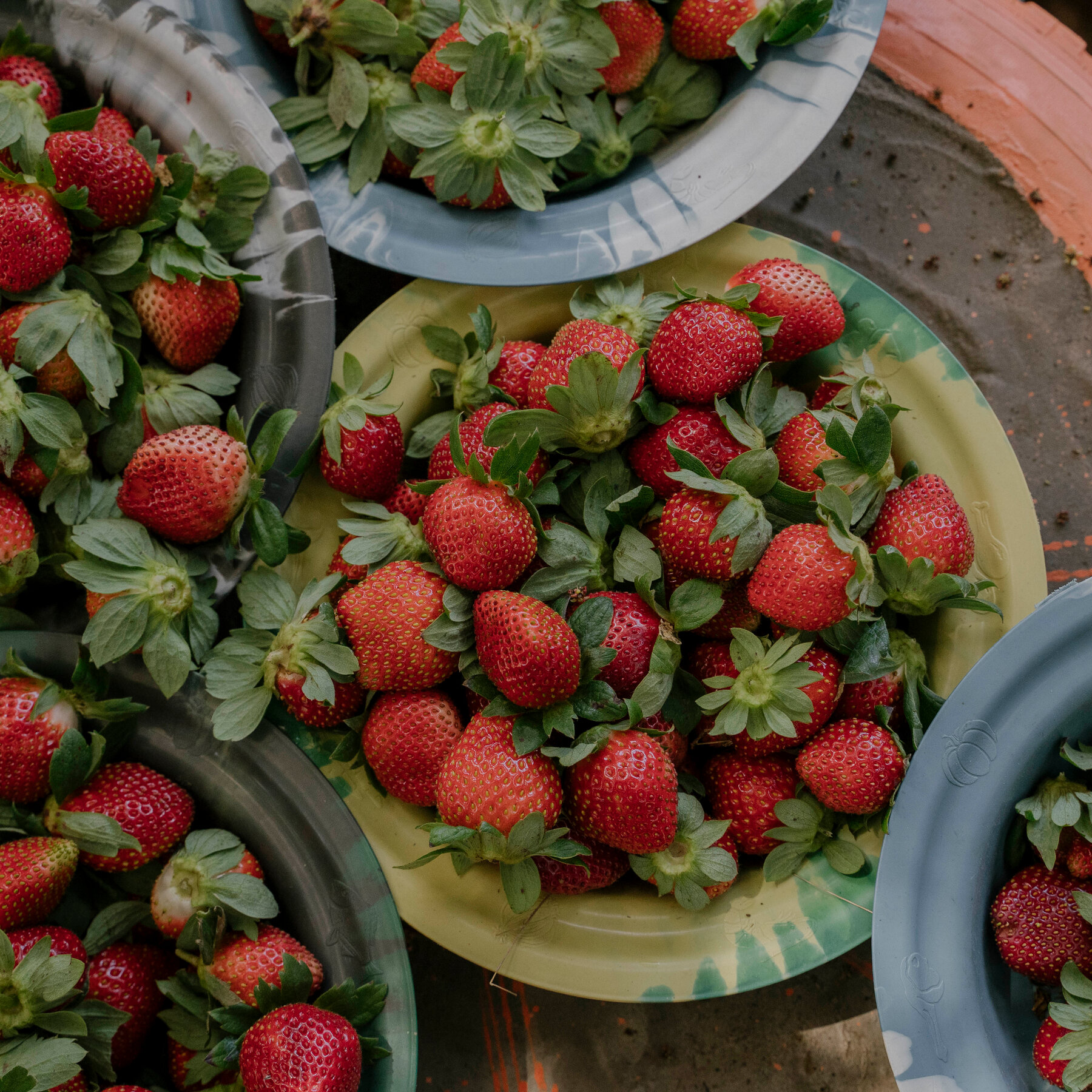Strawberries Aren’t Ripe for Africa? His Farms Disprove That, Deliciously.