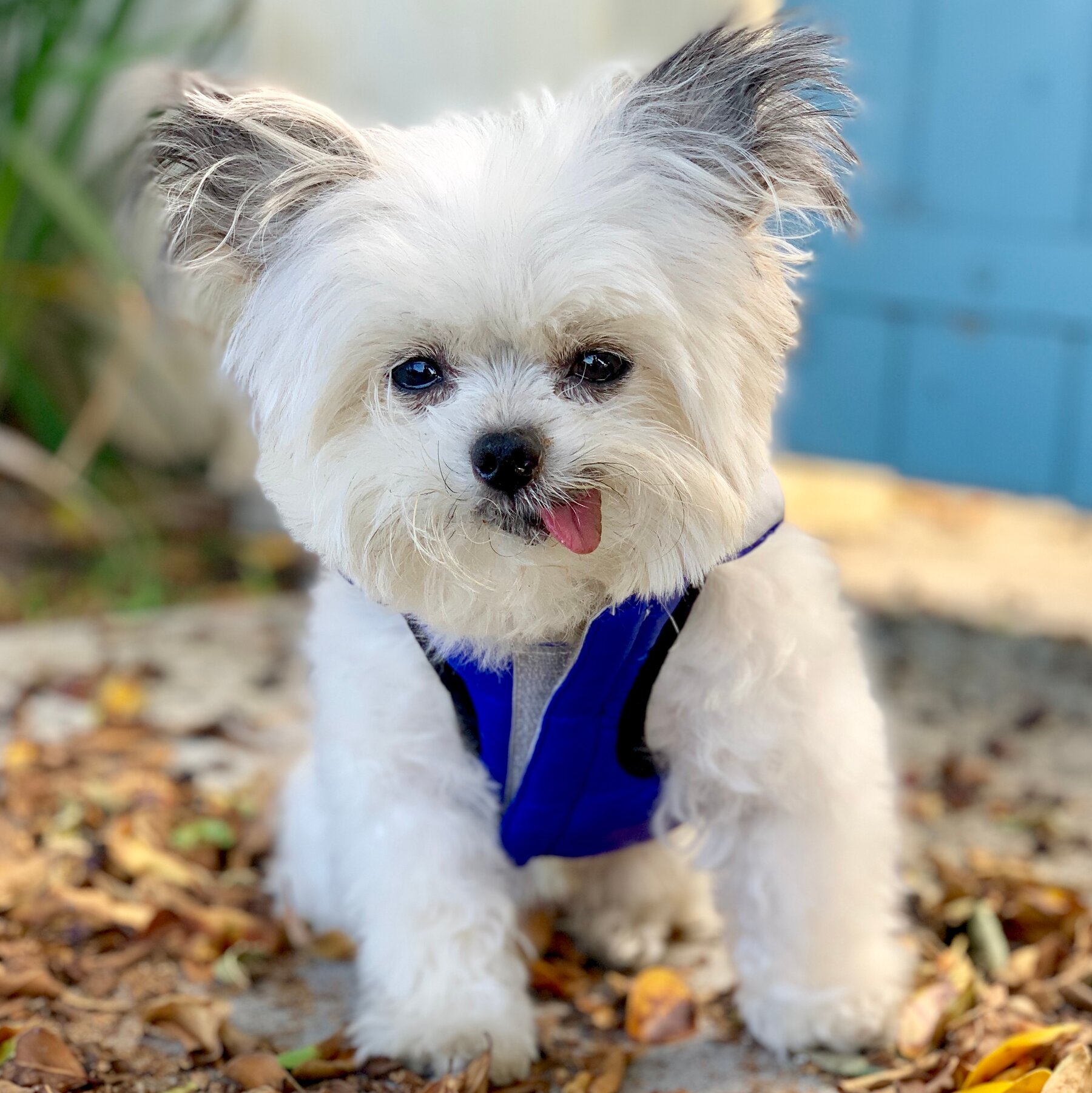 The Agony of Adoring Online Dogs