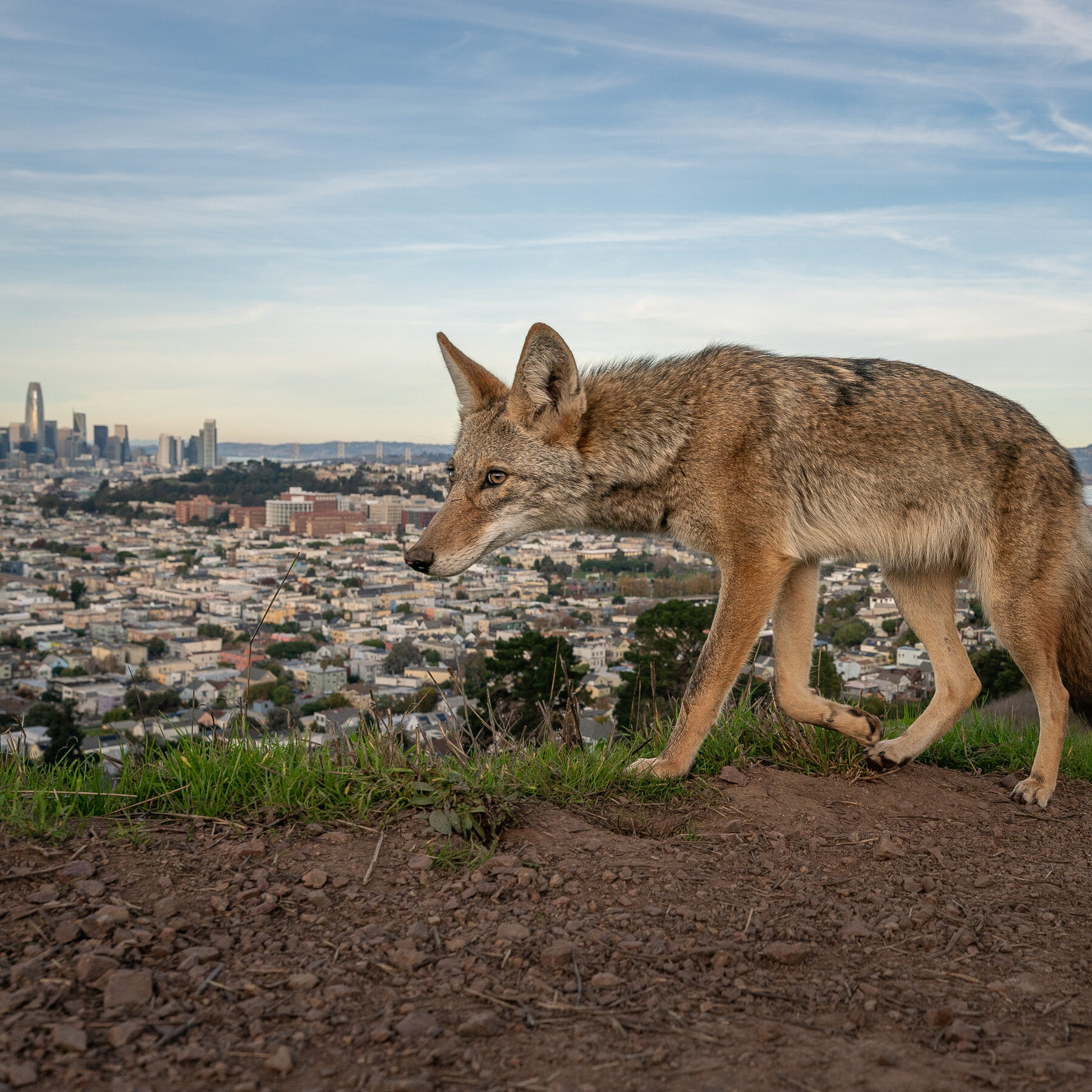 The Coyotes of San Francisco