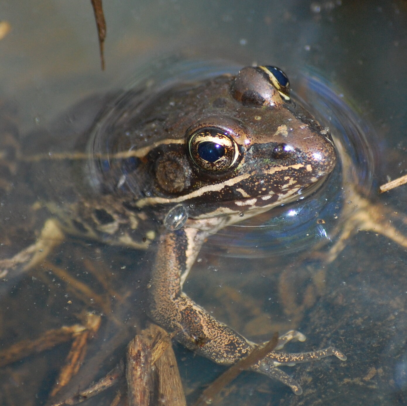 The Endangered Leopard Frog That Lives Next to an NYC Amazon Warehouse
