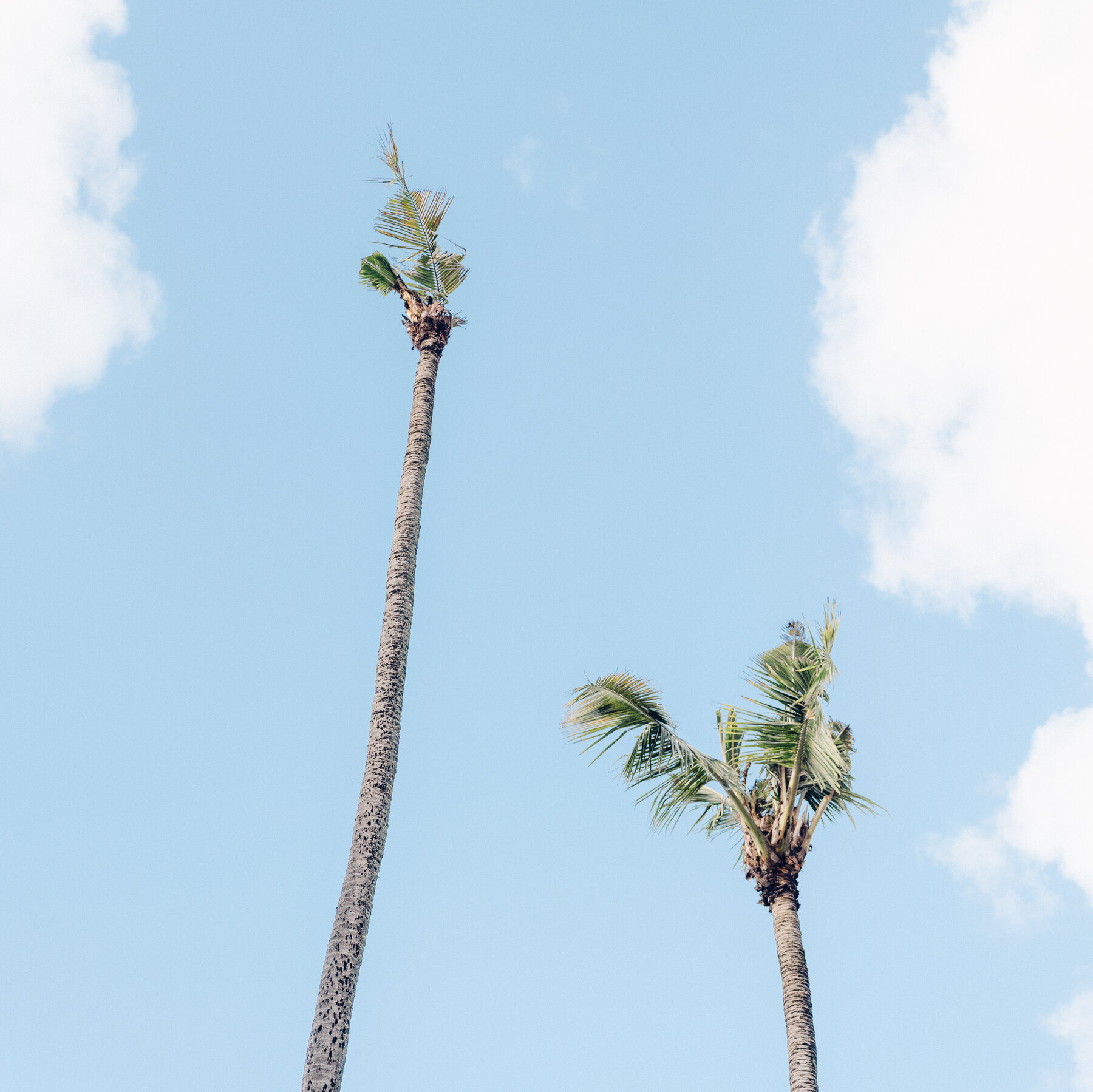 The Fight to Save Hawaii’s Coconut Palms