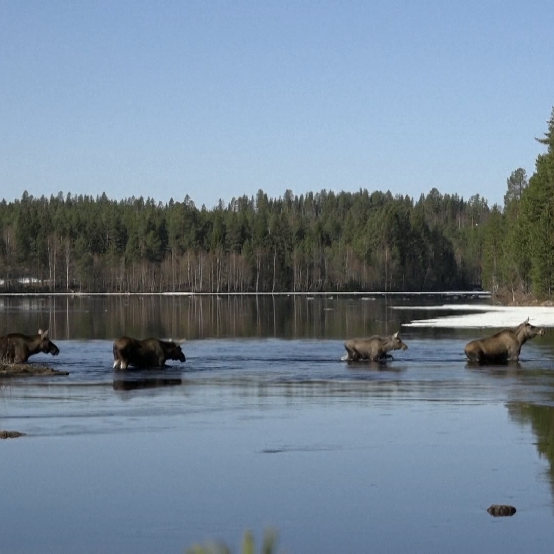 The ‘Great Moose Migration’ Livestream Captivates Sweden