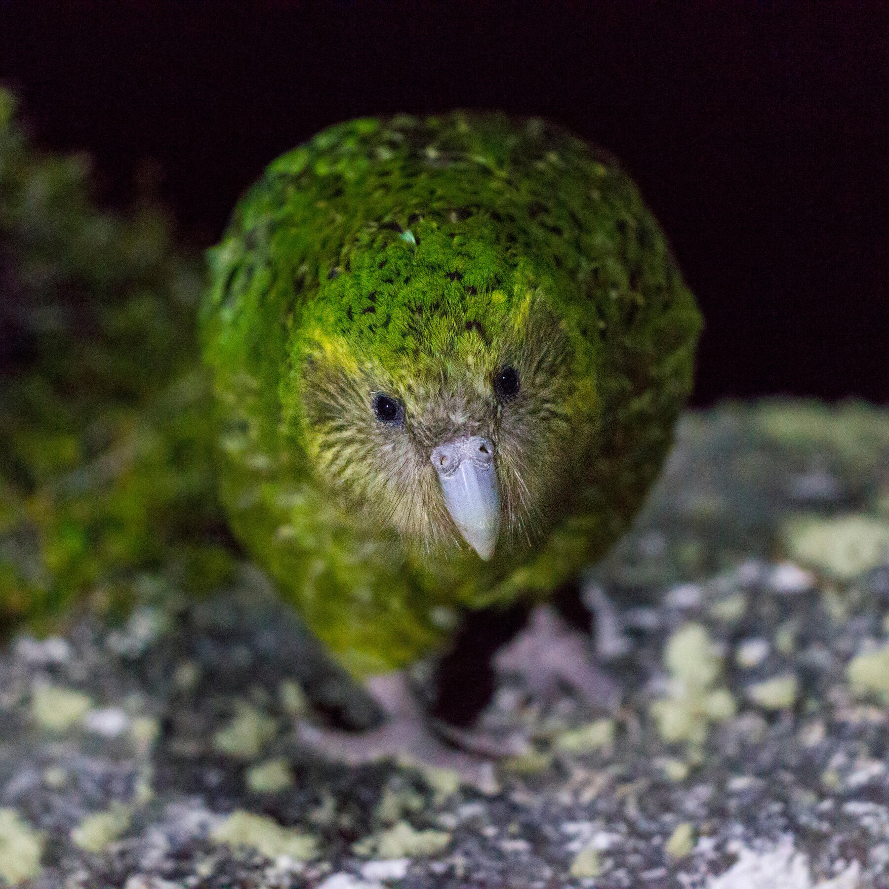 The Kakapo, Its Parasites and a Shared Struggle to Escape Extinction