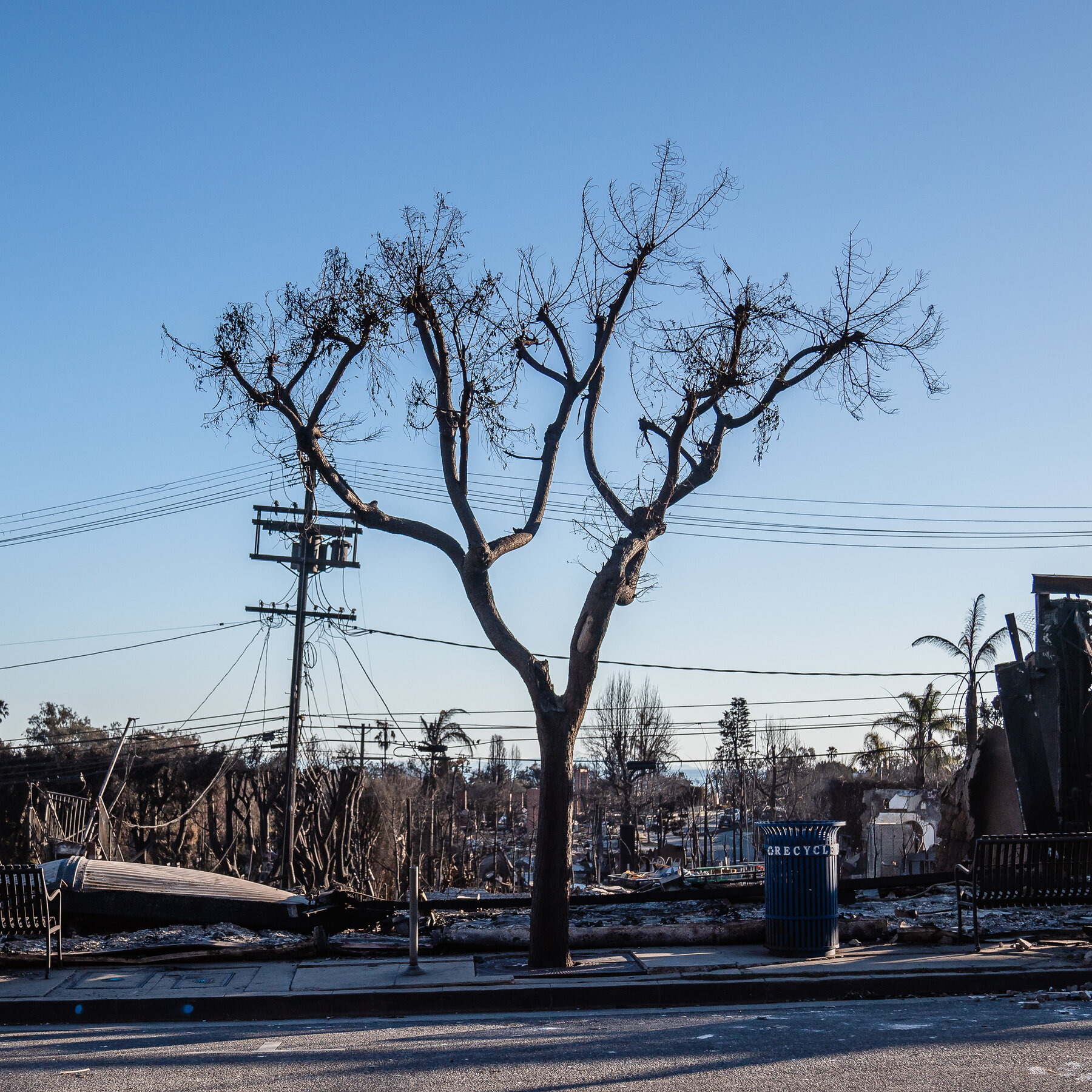 The Los Angeles Fires Burned Livelihoods, Too