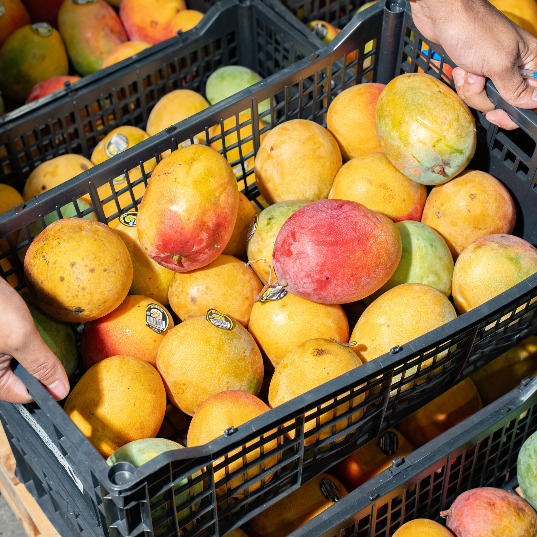 The Perilous Business of Importing Indian Mangoes to the U.S.