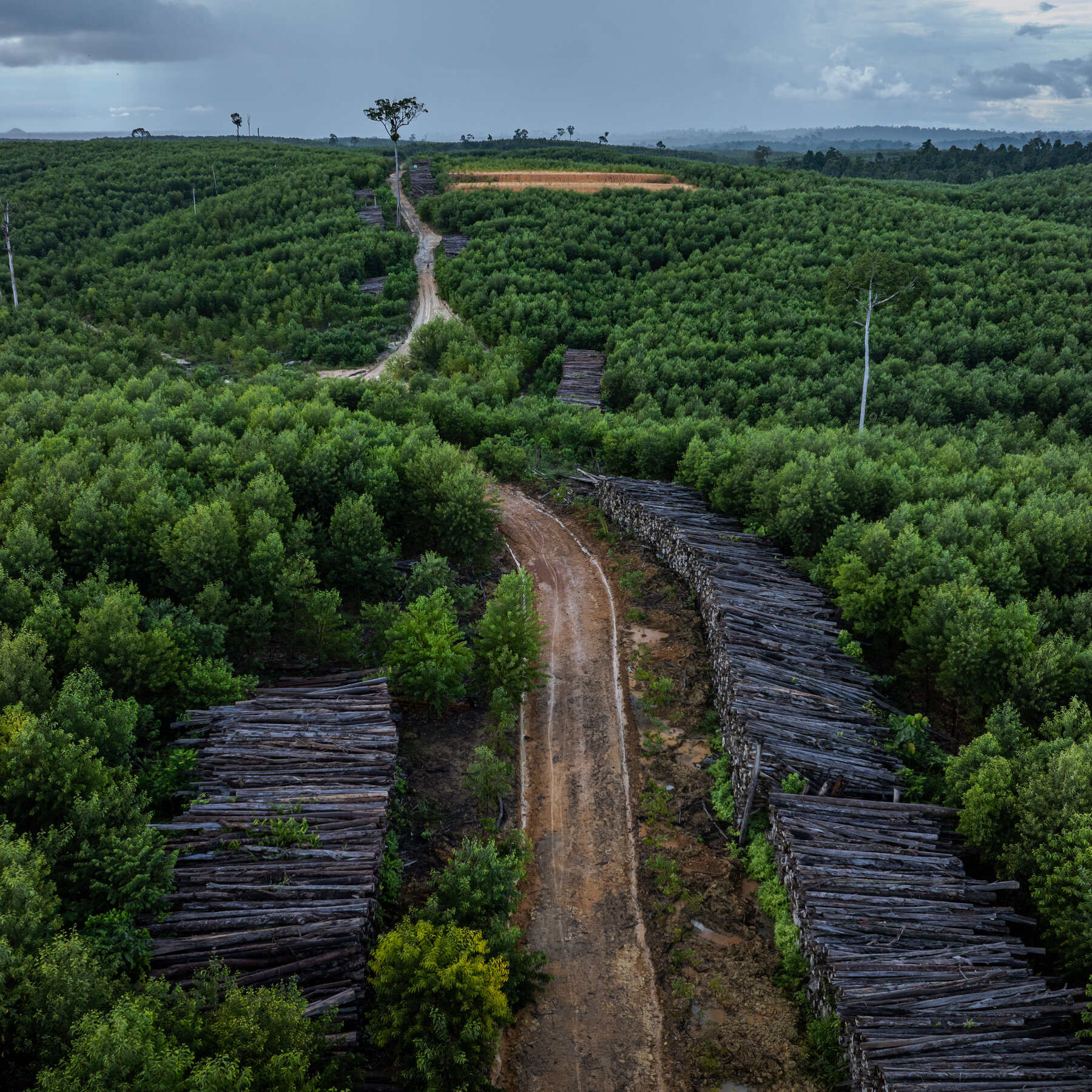 The Rainforests Being Cleared to Build Your R.V.