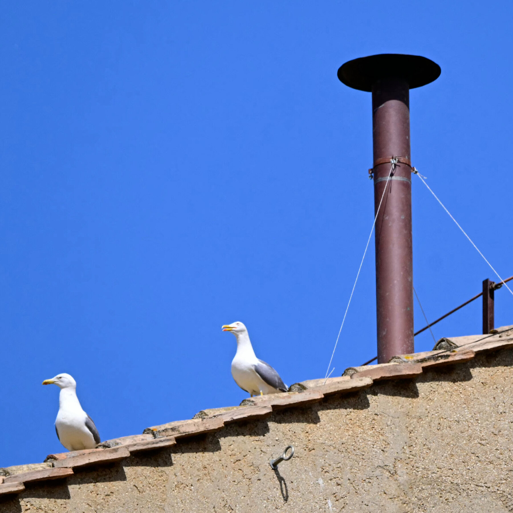 The Real Stars of the Papal Conclave: Seagulls