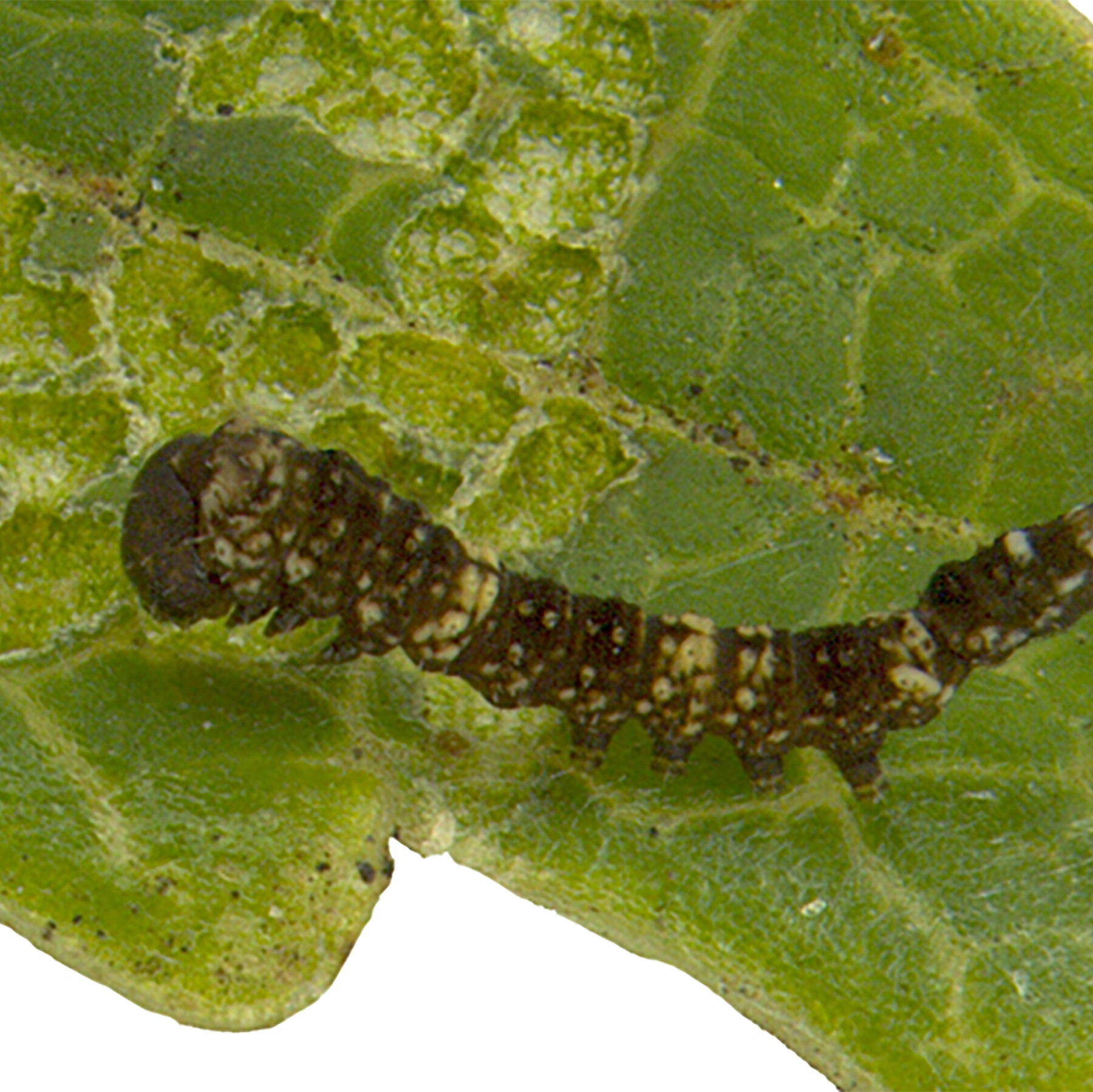 The Territory Is Tiny and So Is the Newborn Caterpillar Defending It