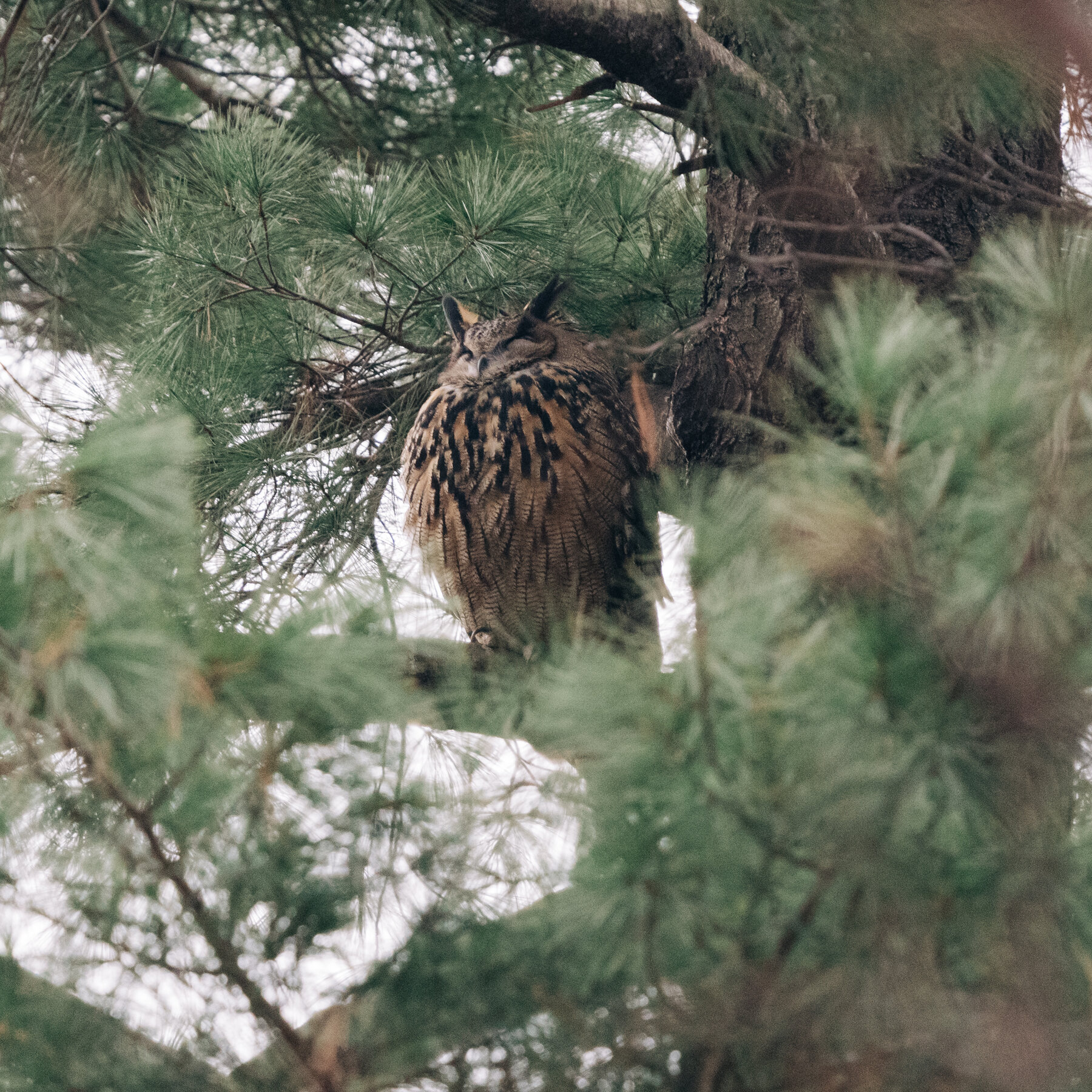 ‘The Year of Flaco’ Will Celebrate a Beloved Owl