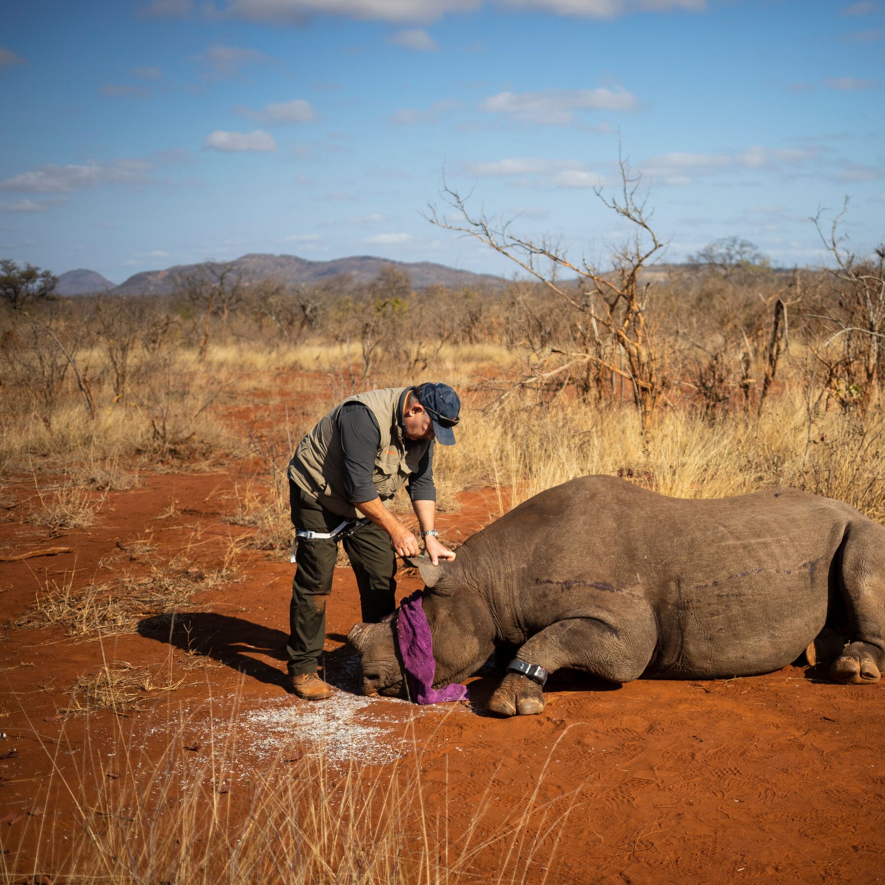 There’s an Effective Way to Deter Rhino Poachers, a New Study Finds