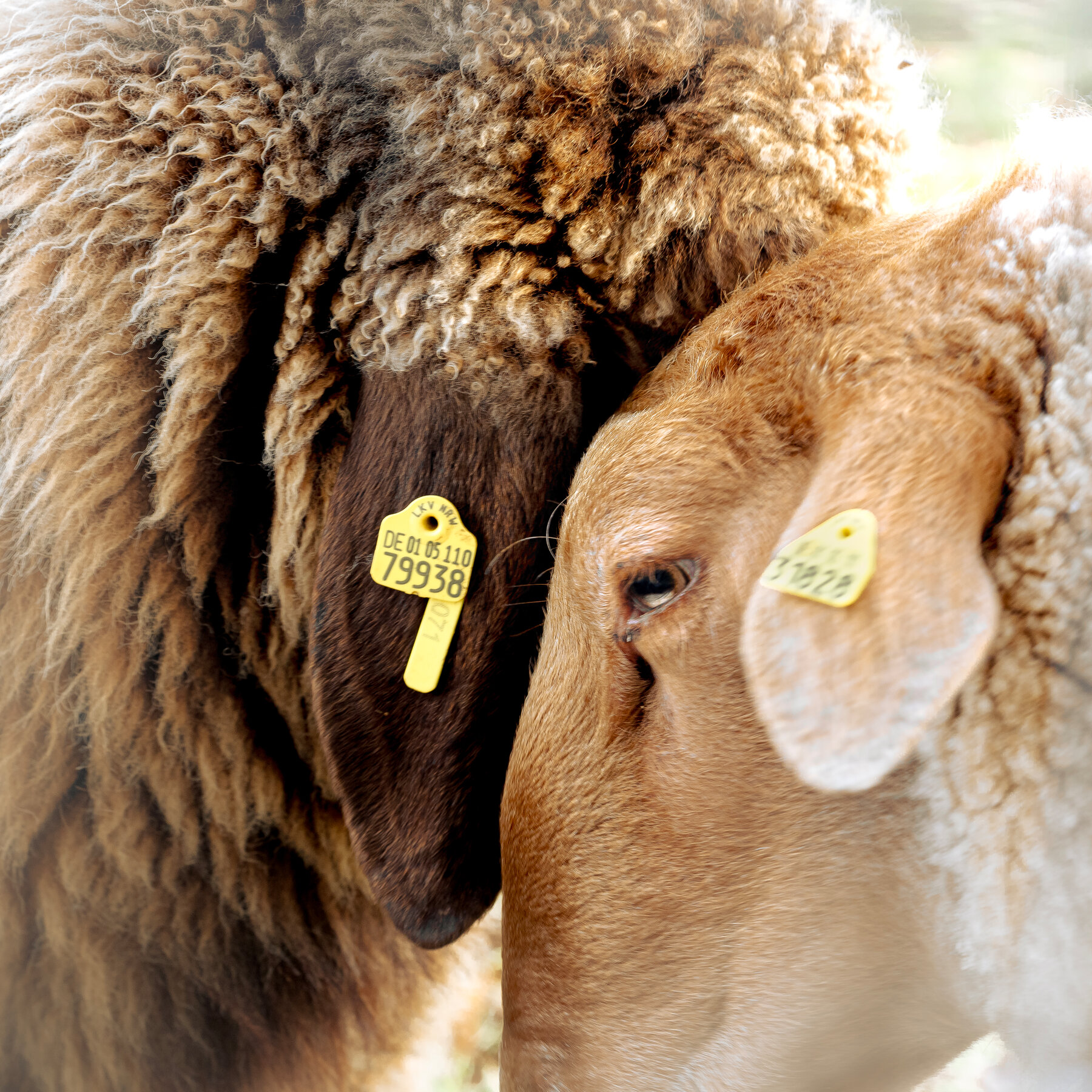 These Sheep Have a Statement to Make