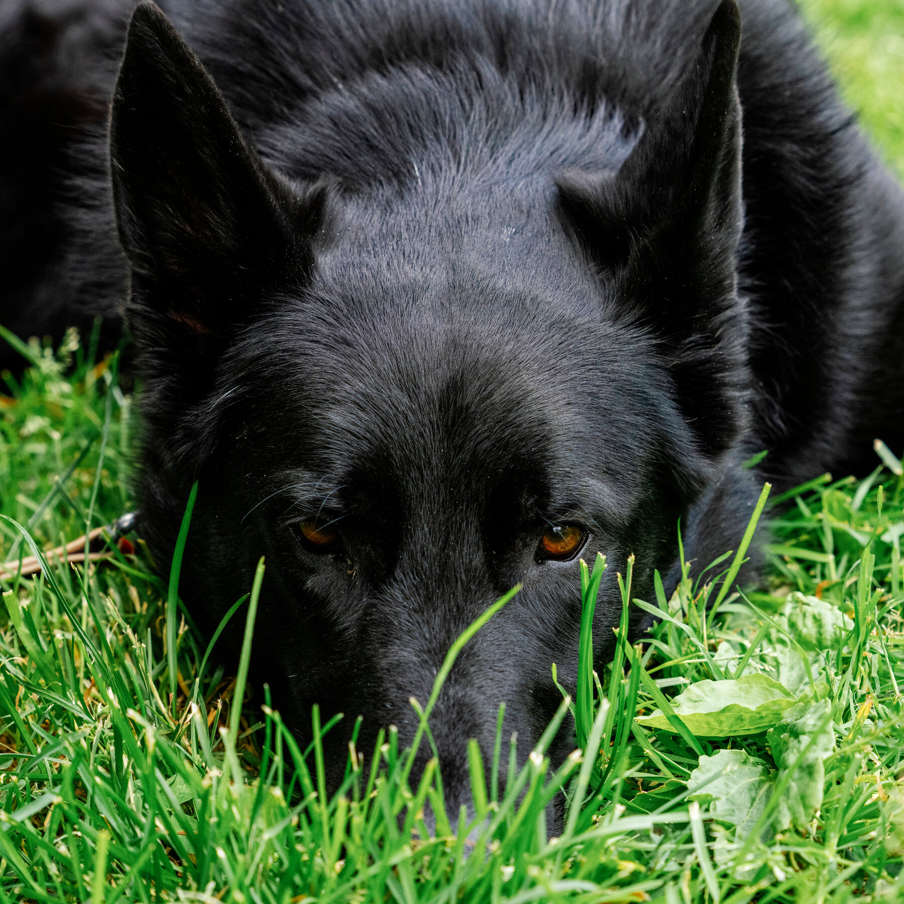 Think You Understand Your Dog? Think Again.