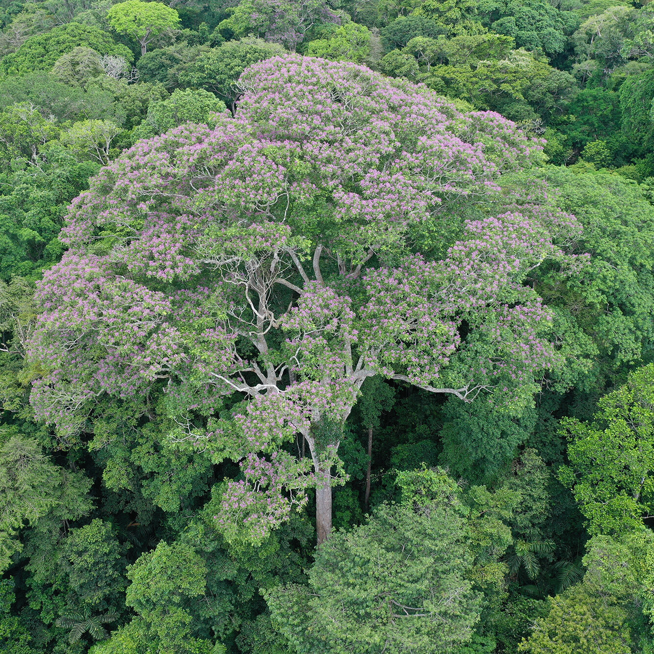 This Tree Wants to Be Struck by Lightning