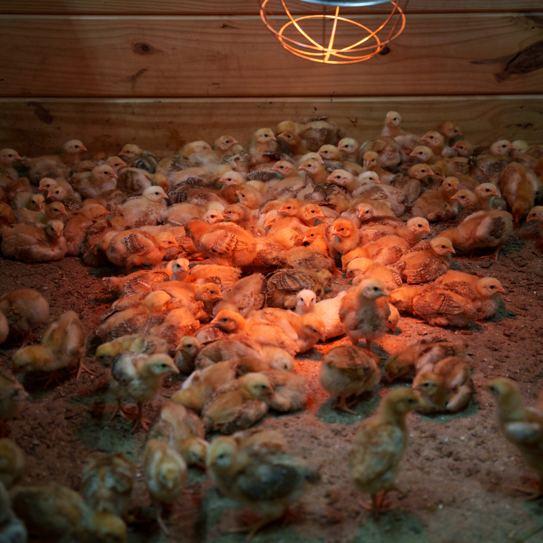 Thousands of Chicks Left in Postal Service Truck Overwhelm a Delaware Shelter