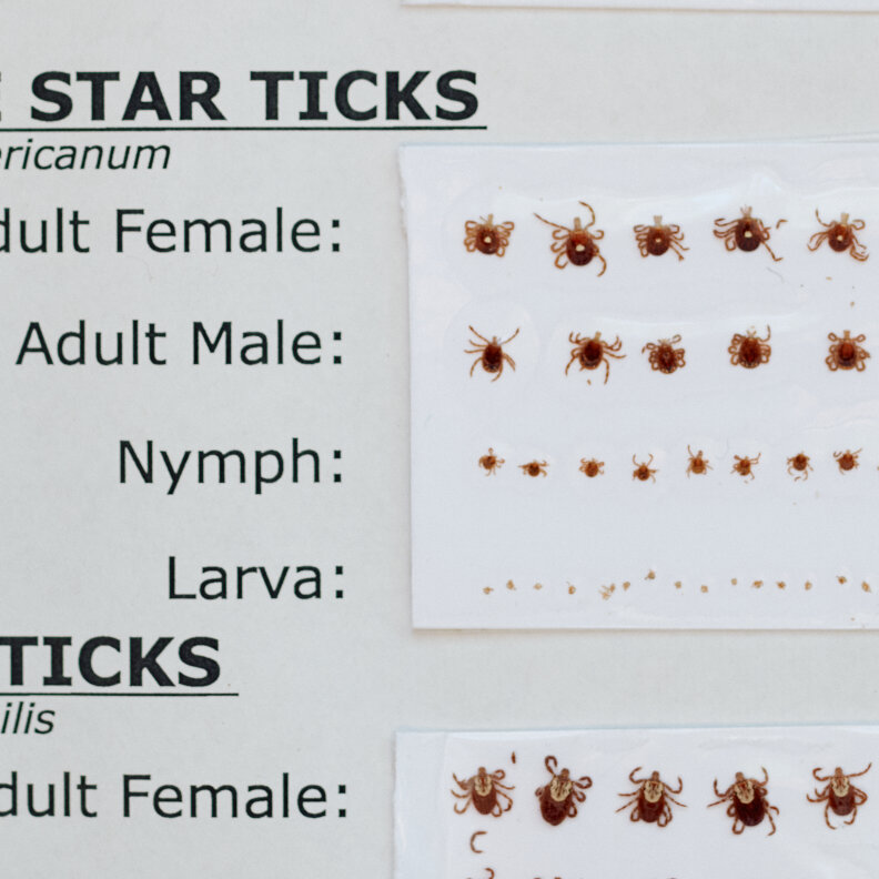 Tick Bites on Martha’s Vineyard Has Businesses Going Vegan