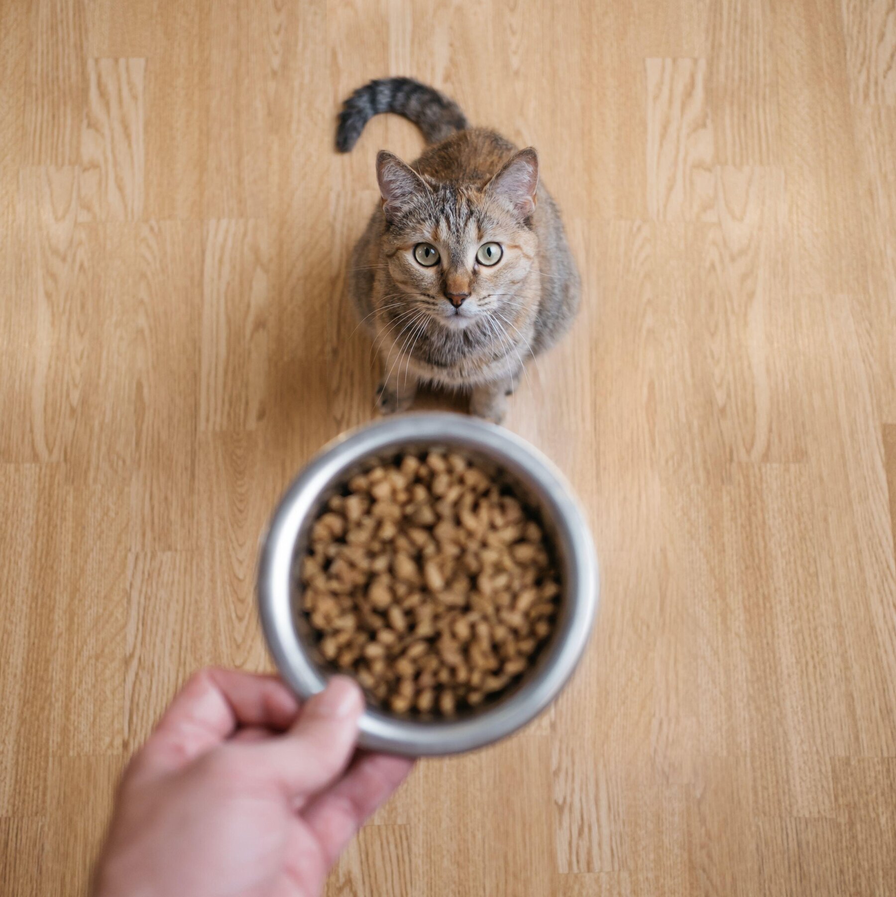 To Get a Man’s Attention, Meow Harder