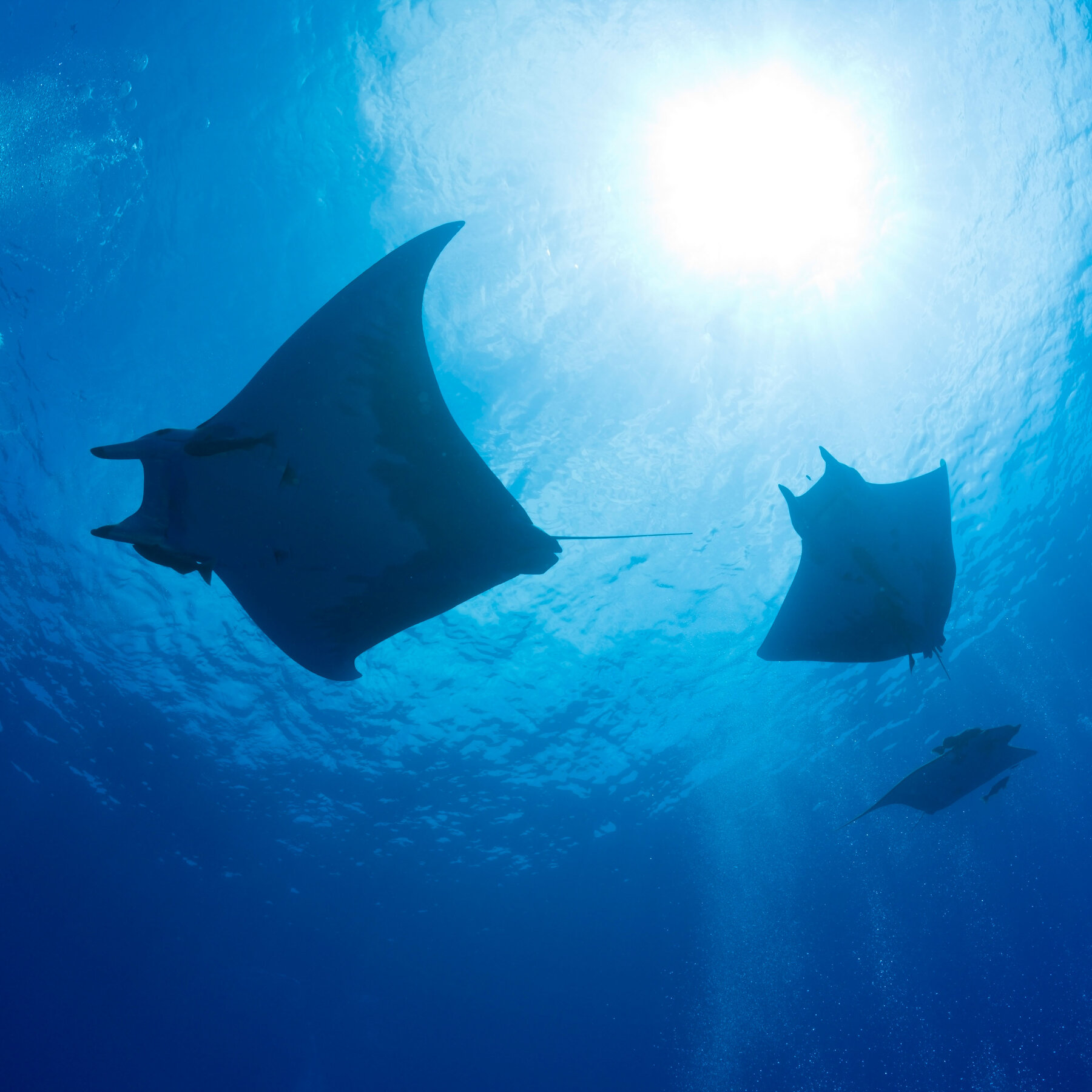 Tons of Invisible Plastic Pieces Lurk in Ocean Water
