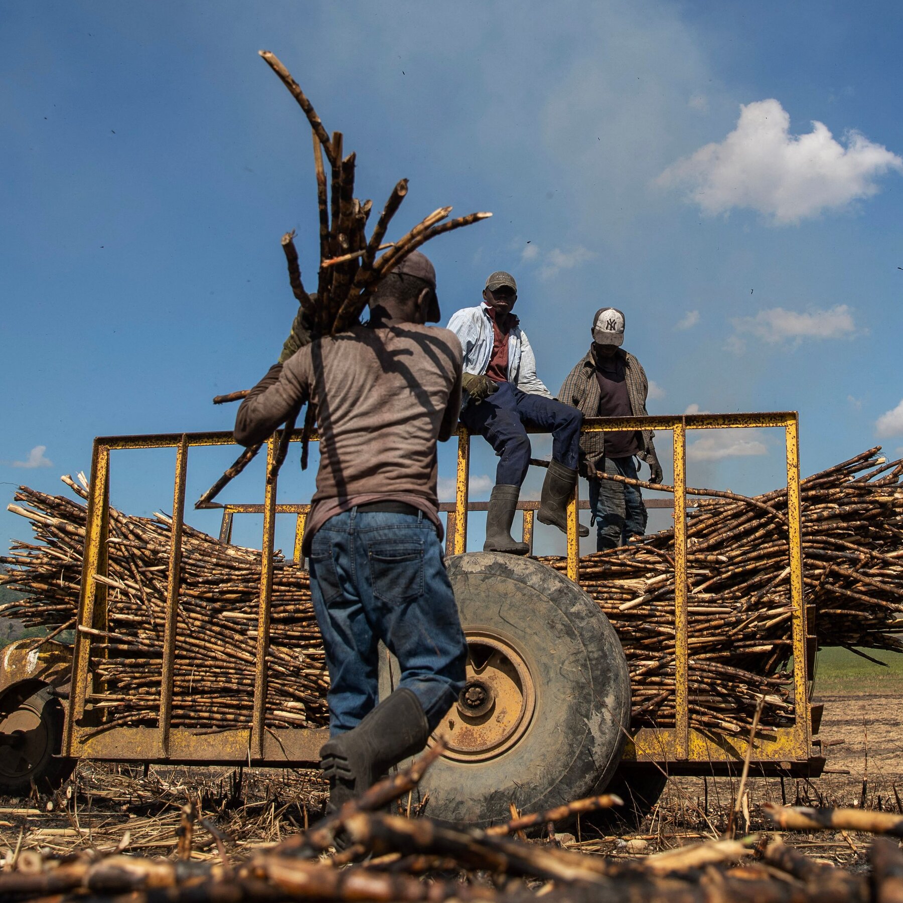 Trump Administration Lifts Ban on Sugar Company Central Romana Over Forced Labor