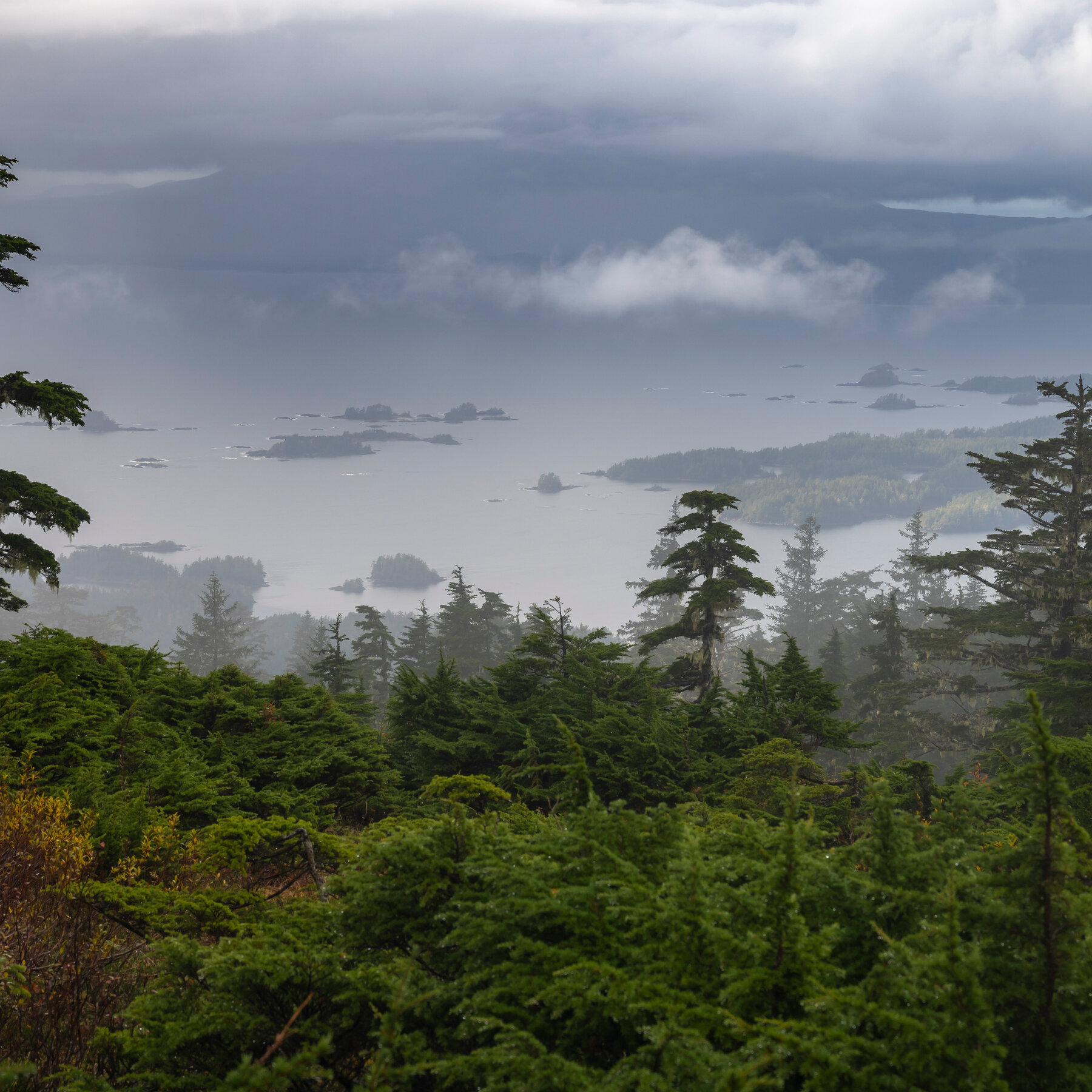 Trump Administration to End Protections for 58 Million Acres of National Forests