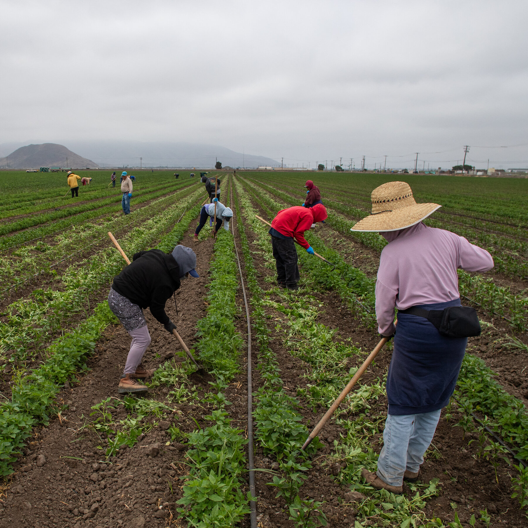 Trump again floats the idea of letting farmers hire undocumented workers.