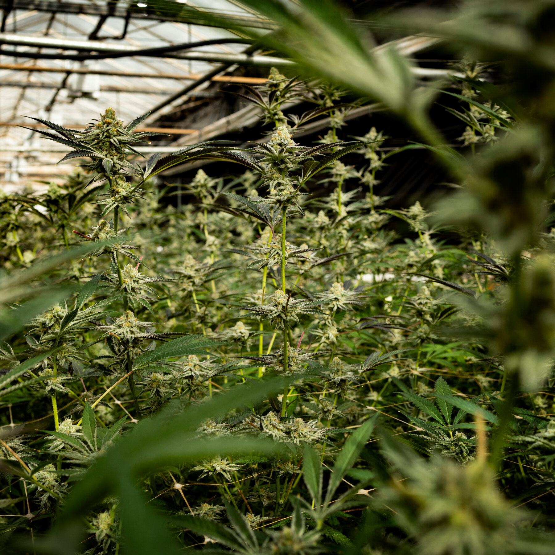 Trump and Biden Backed Easing Marijuana Policy. What Happened?