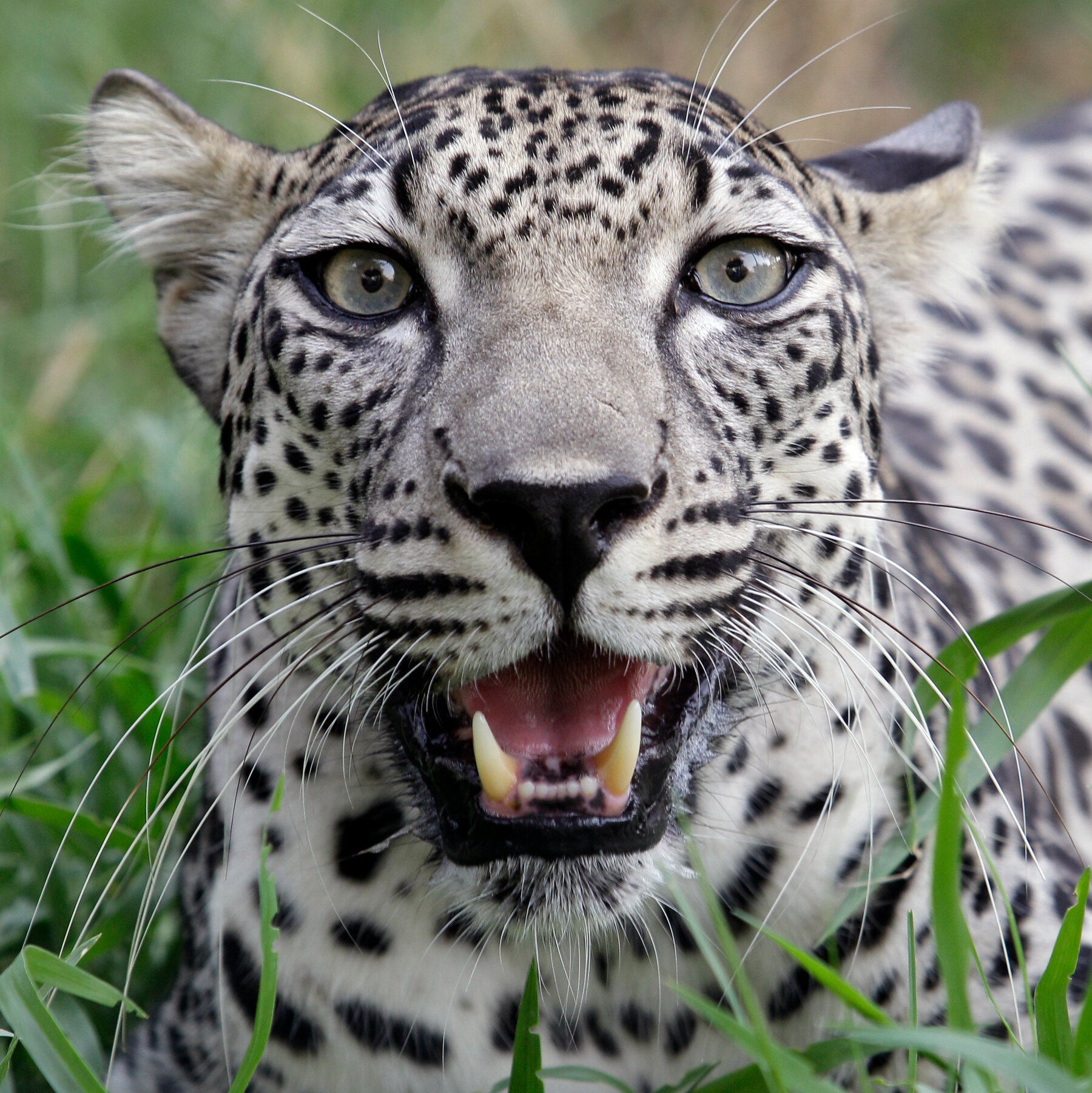 Trump Delighted by Saudi Deal for Two Rare Arabian Leopards