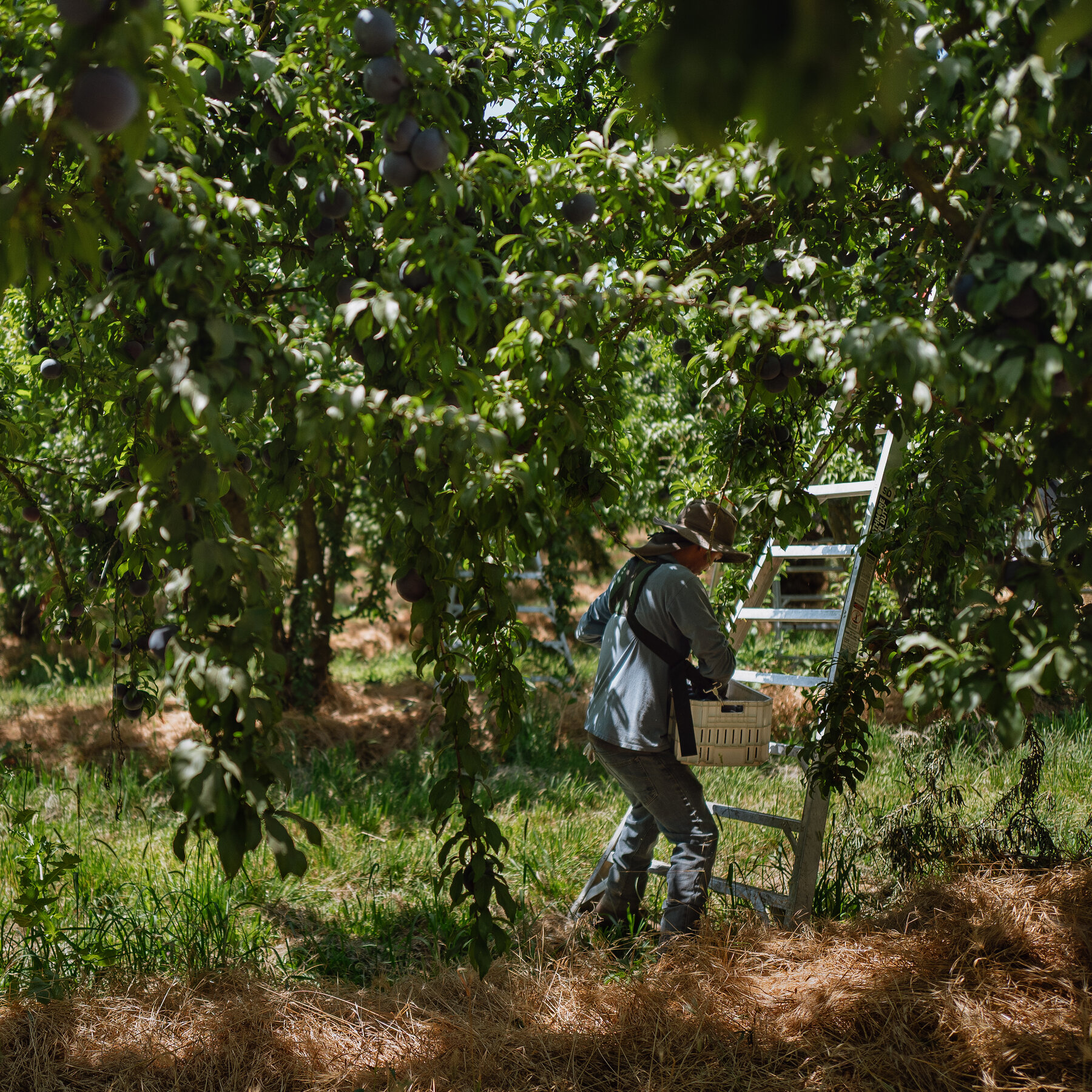 Trump Fuels Fear Among Immigrant Farm Workers in California’s Central Valley