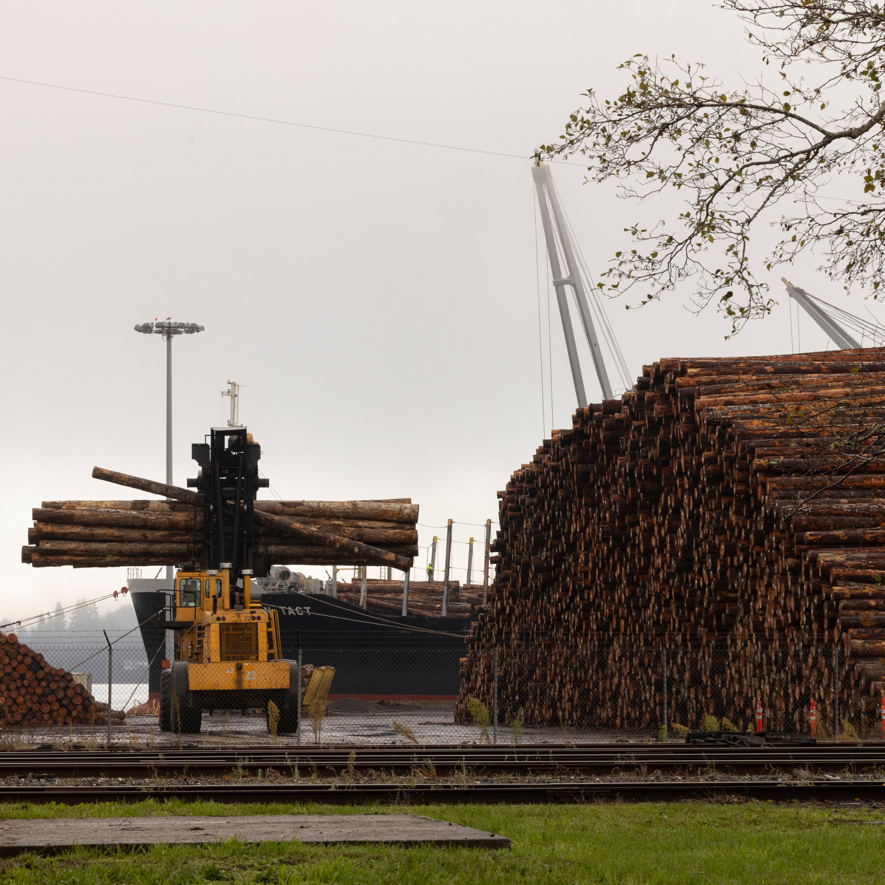 Trump Moves to Increase Logging in National Forests
