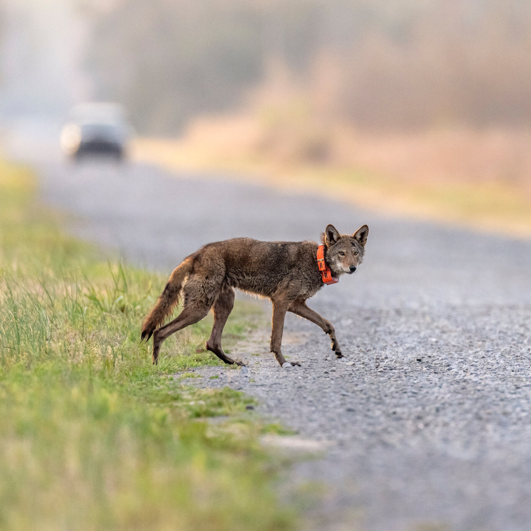 Trump Moves to Weaken the Endangered Species Act