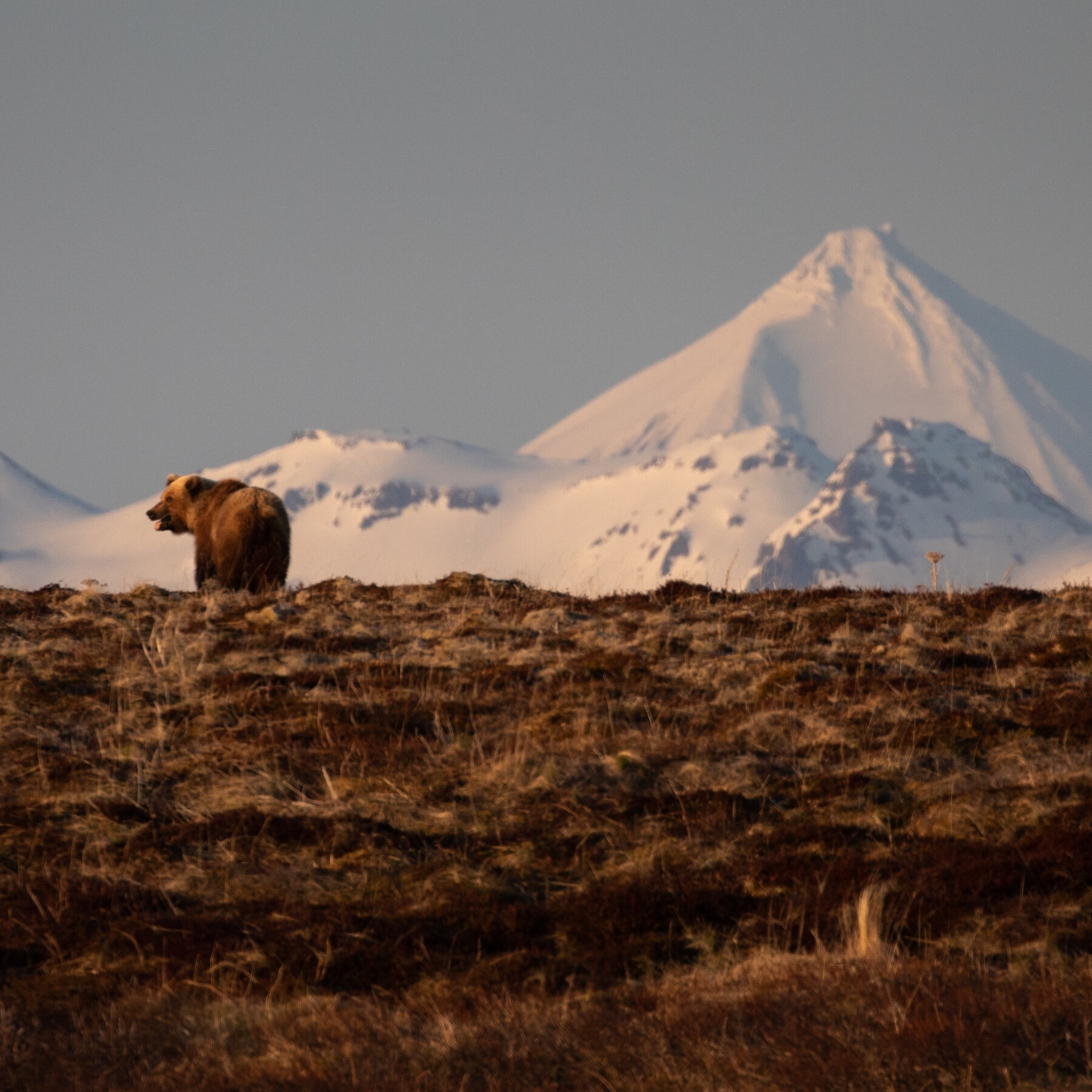 Trump Nears Deal for Road Through Alaskan Wildlife Refuge