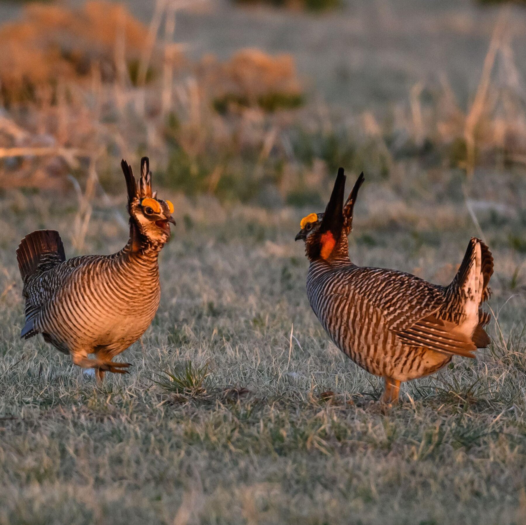 Trump Officials Ask Texas Court to End Protections for Lesser Prairie Chicken