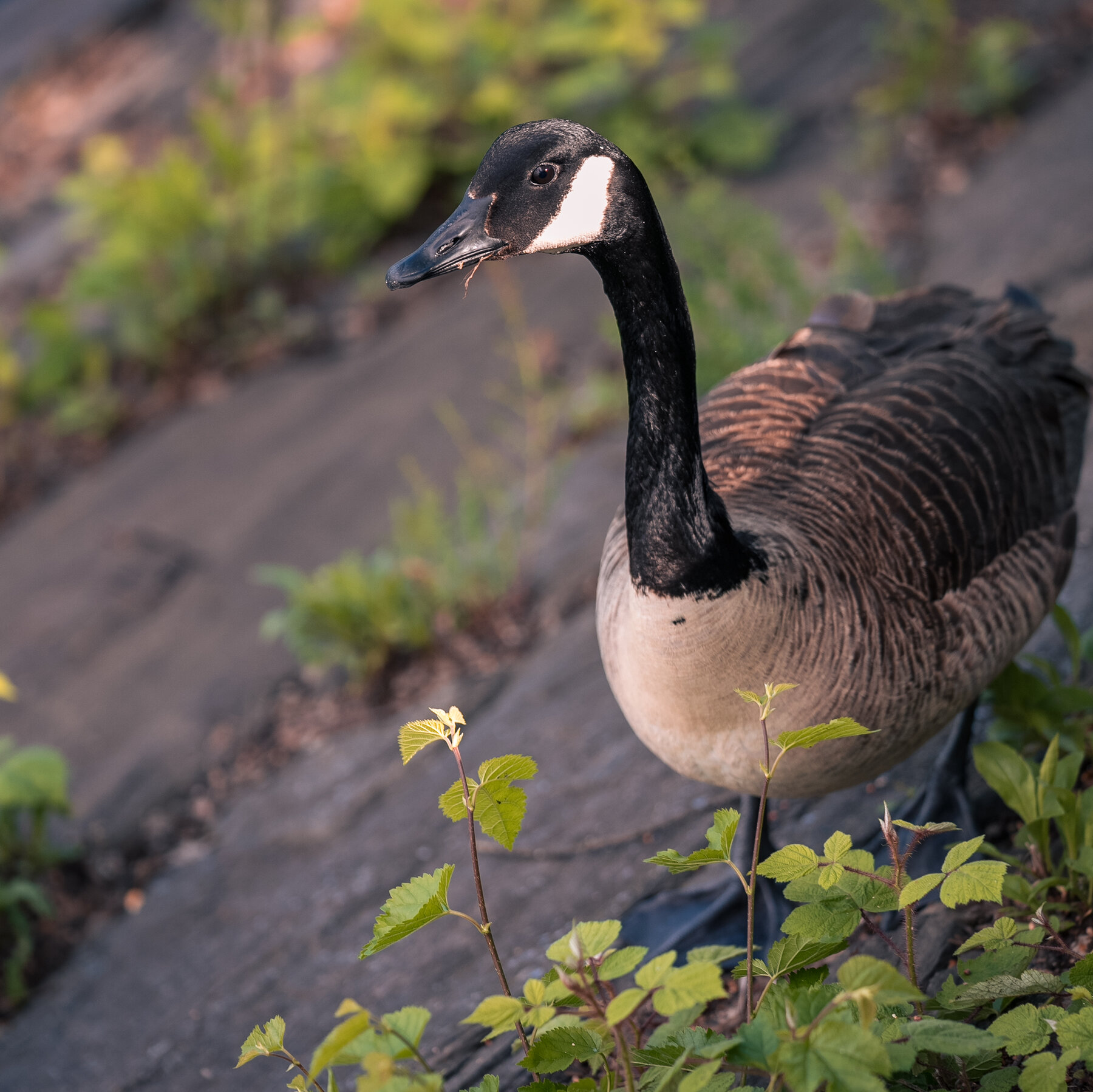Two Men’s Fight to Protect the Geese at the Central Park Reservoir