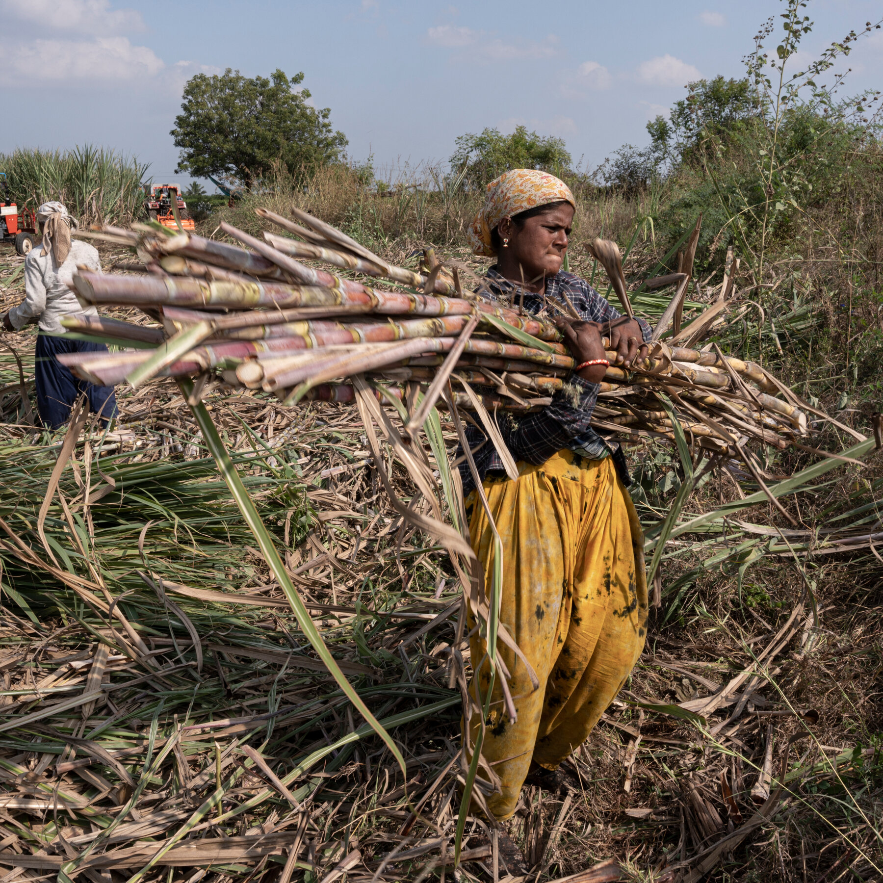 Under Pressure, Officials in Western India Move Against Abuse in Sugar Fields