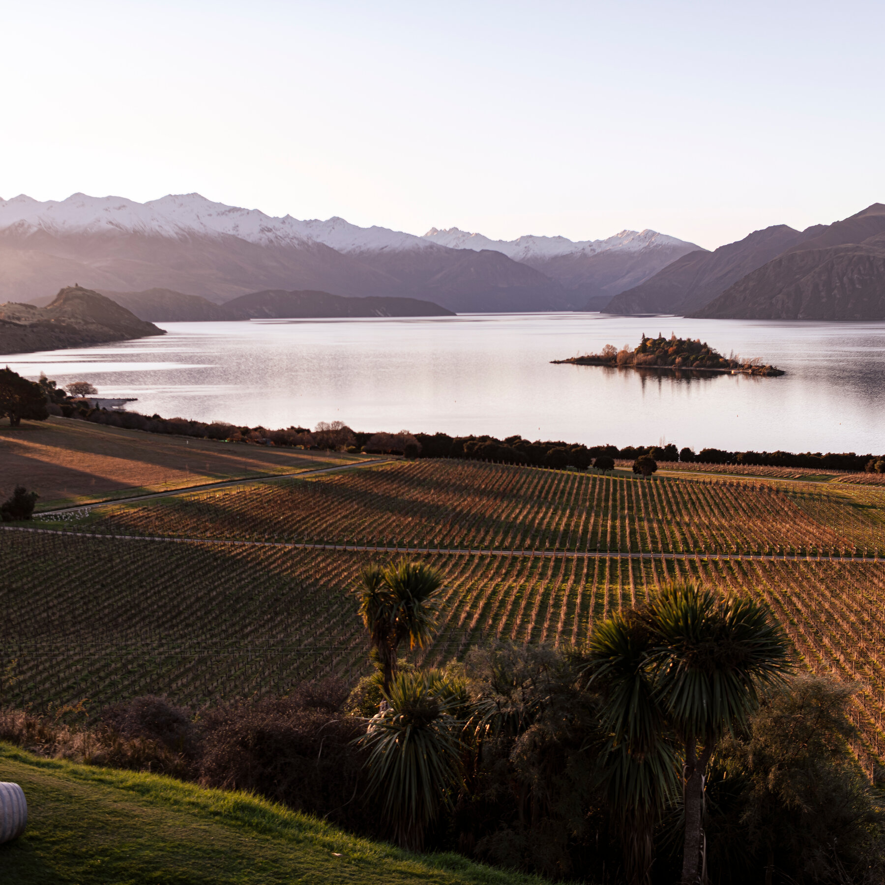 Under the Radar New Zealand Wines to Seek Out Now