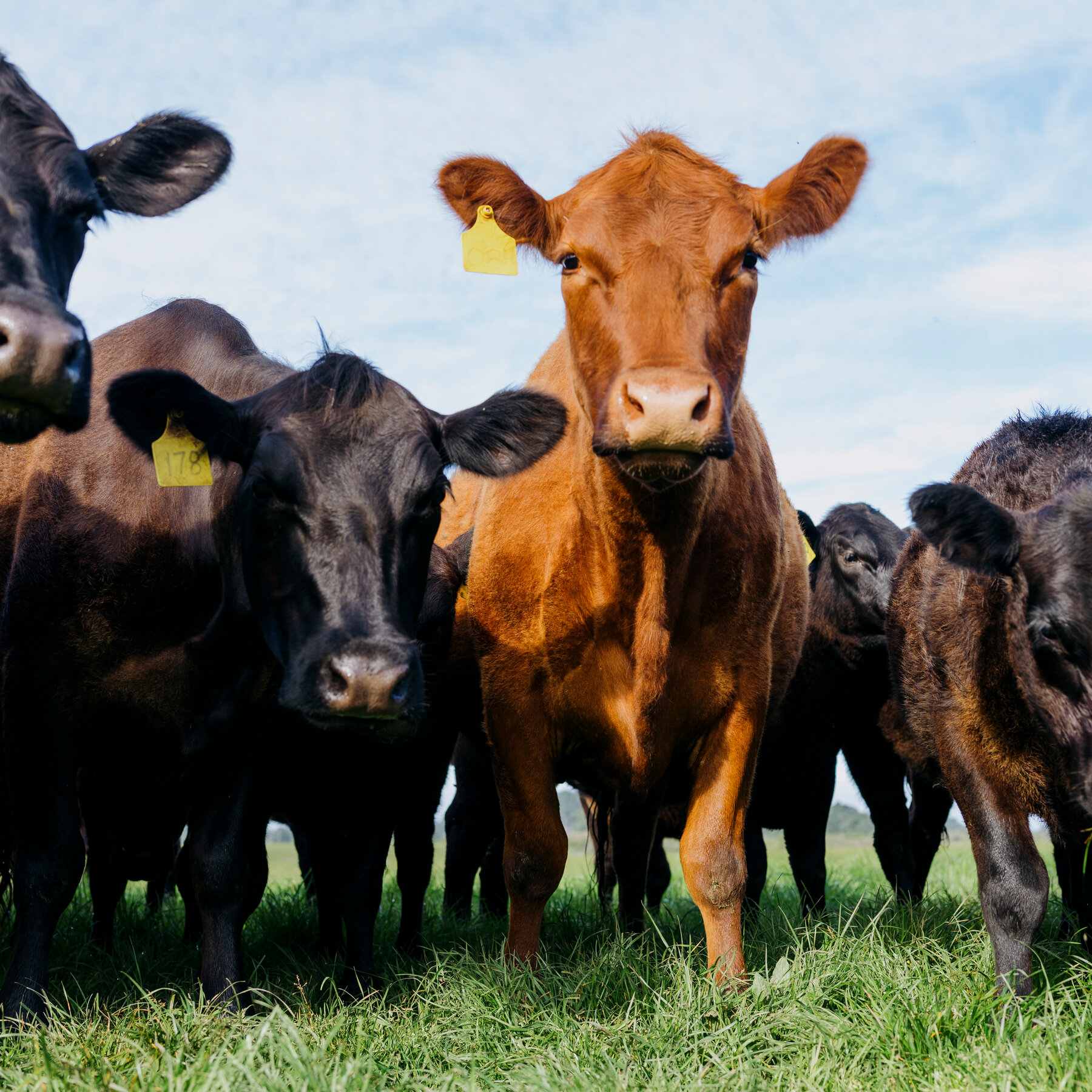 U.S. Ranchers Can Sell Britons More Beef. Will They Buy It?