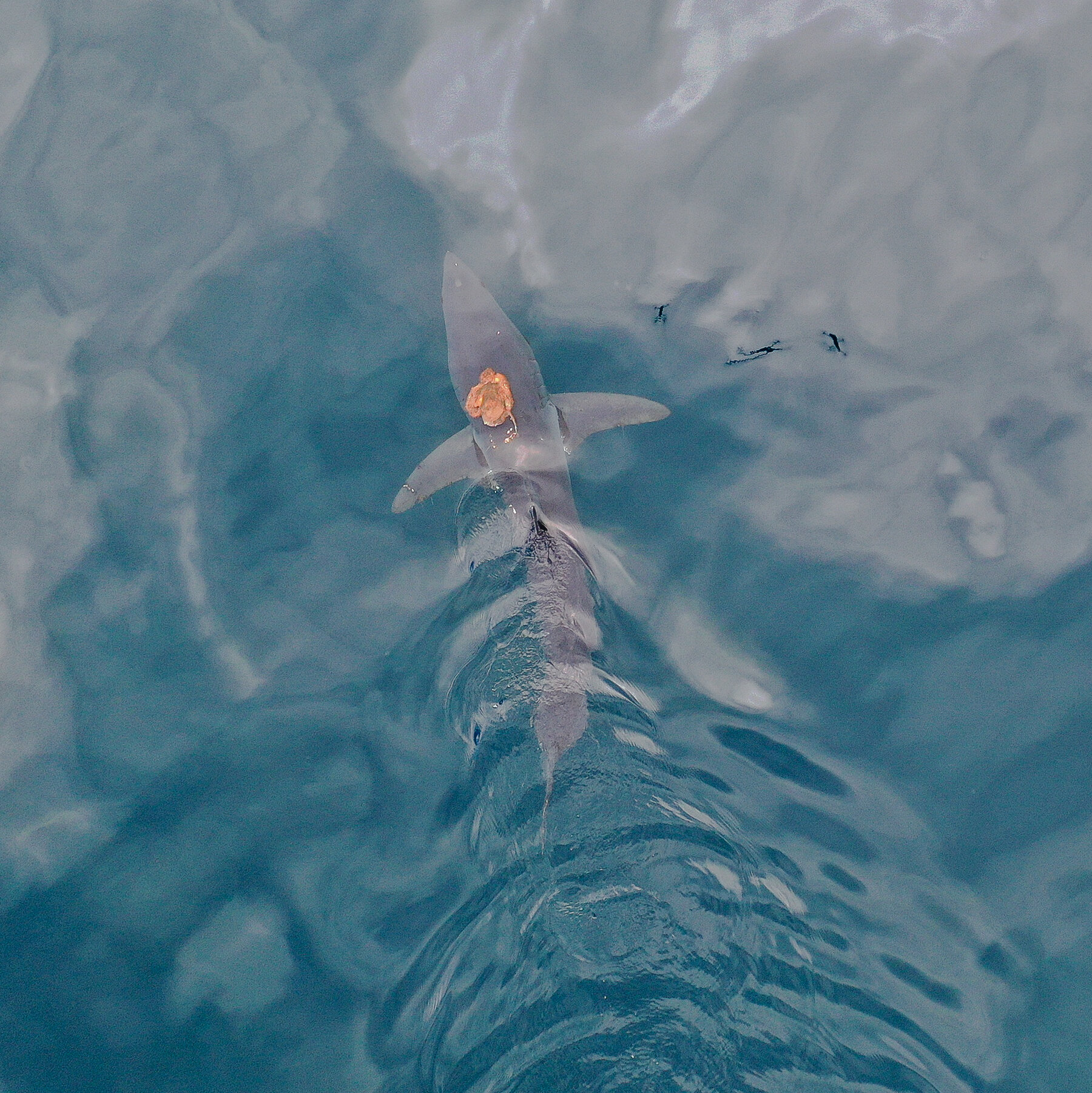 Video Shows an Octopus Riding a Mako Shark Near New Zealand