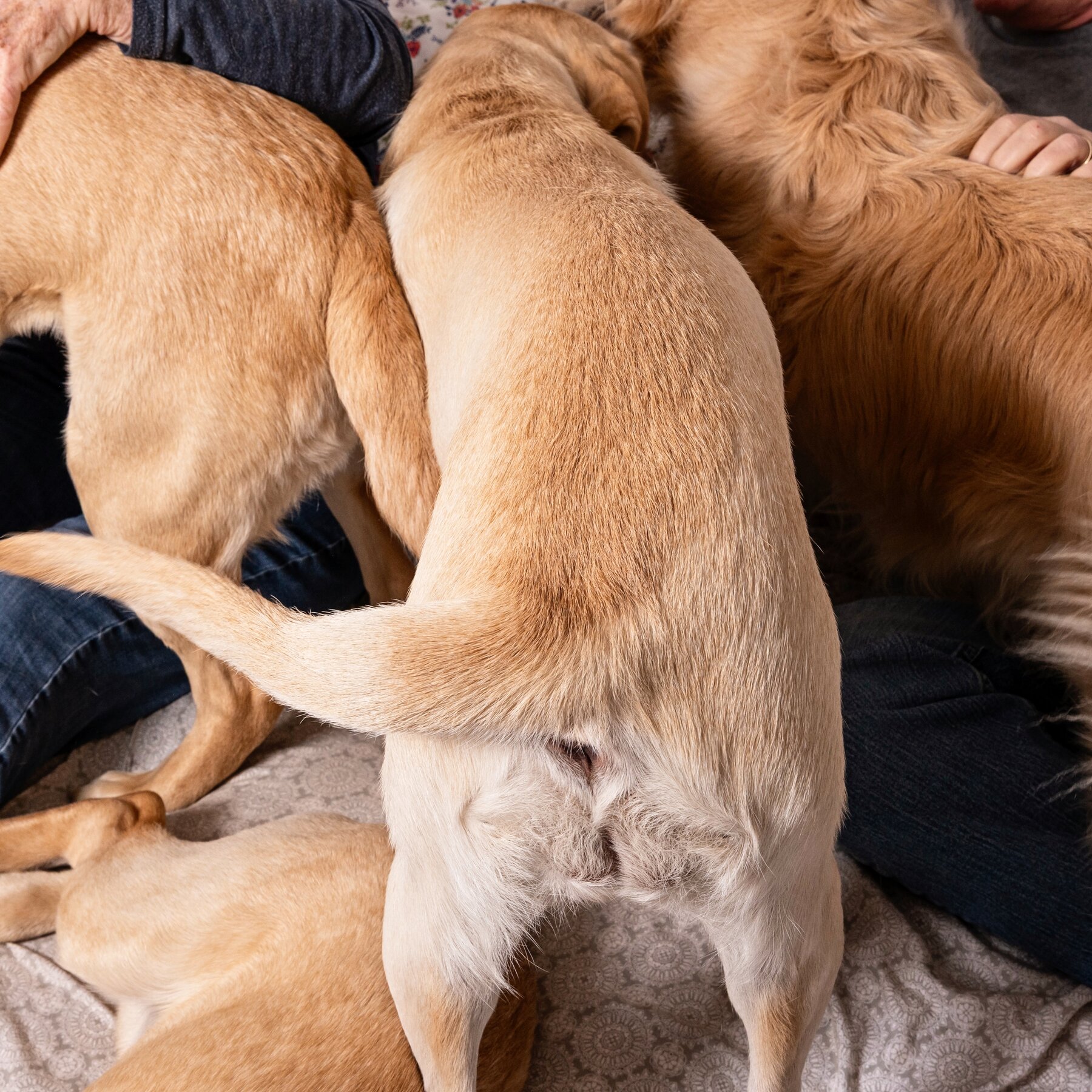 Volunteer ‘Puppy Raisers’ Train Service Dogs to Tackle Shortage