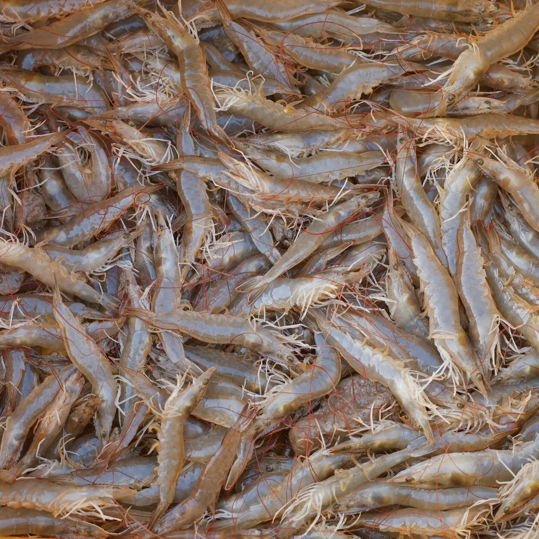 Walmart Recalls Frozen Shrimp After Radioactive Contamination Warning