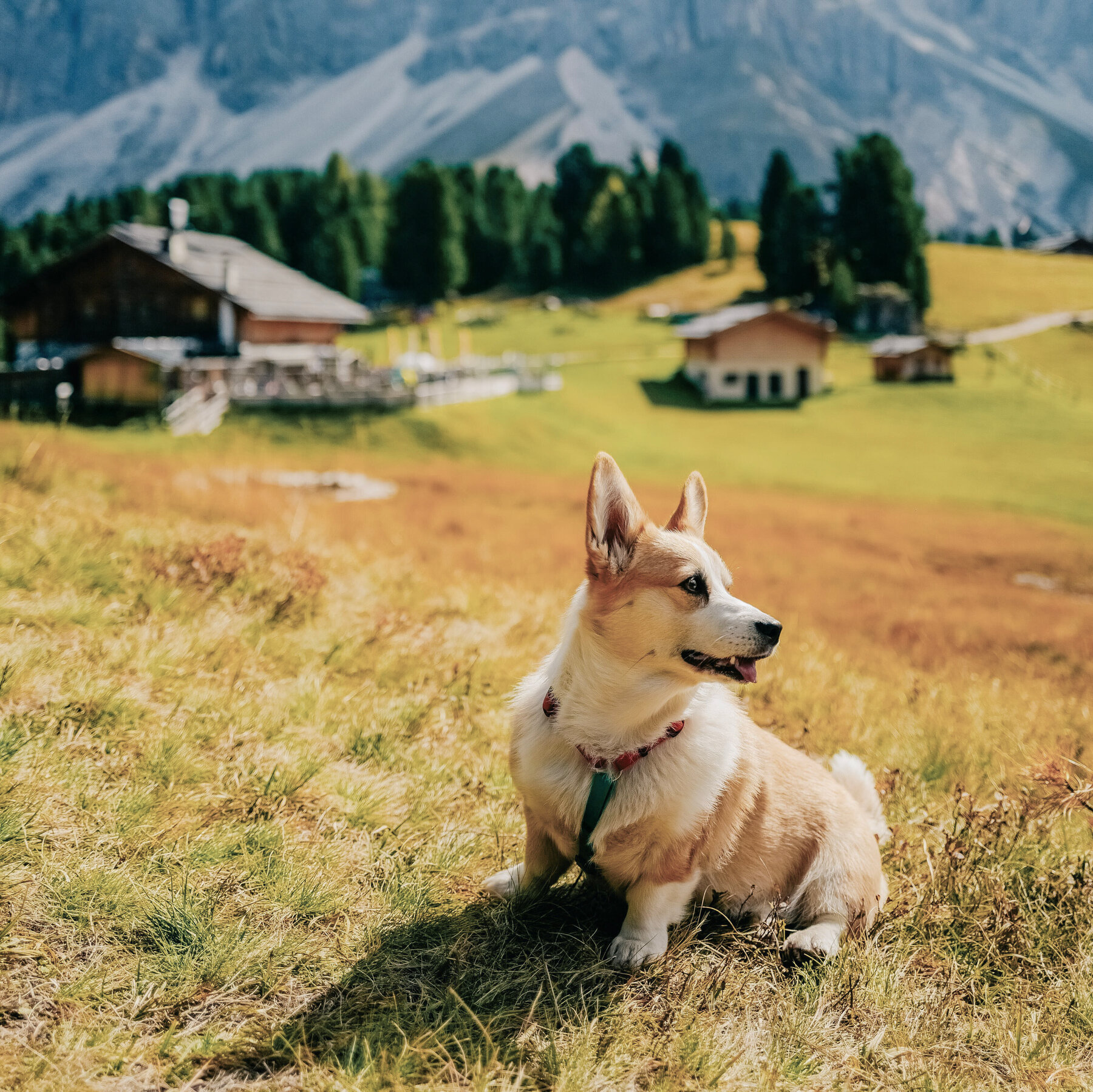 Want to Bring a Dog to This Italian City? That Will Be $1.75.