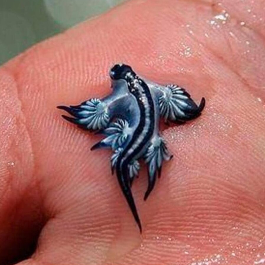 ‘We Are All Shocked’: Warming Waters Bring a Stinging Sea Slug to Spain’s Coasts