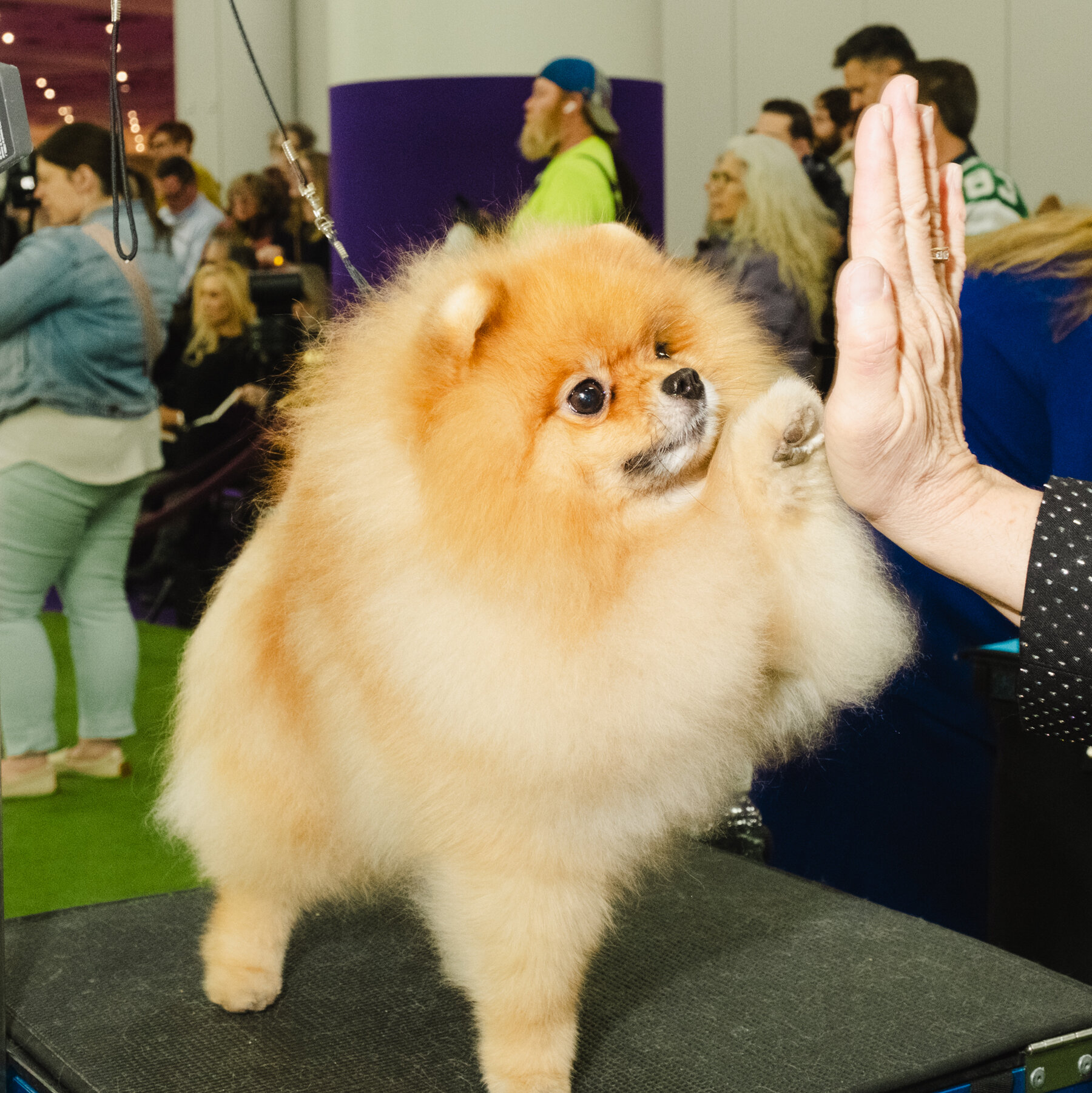 Westminster Dog Show 2025: Behind-the-Scenes Photos