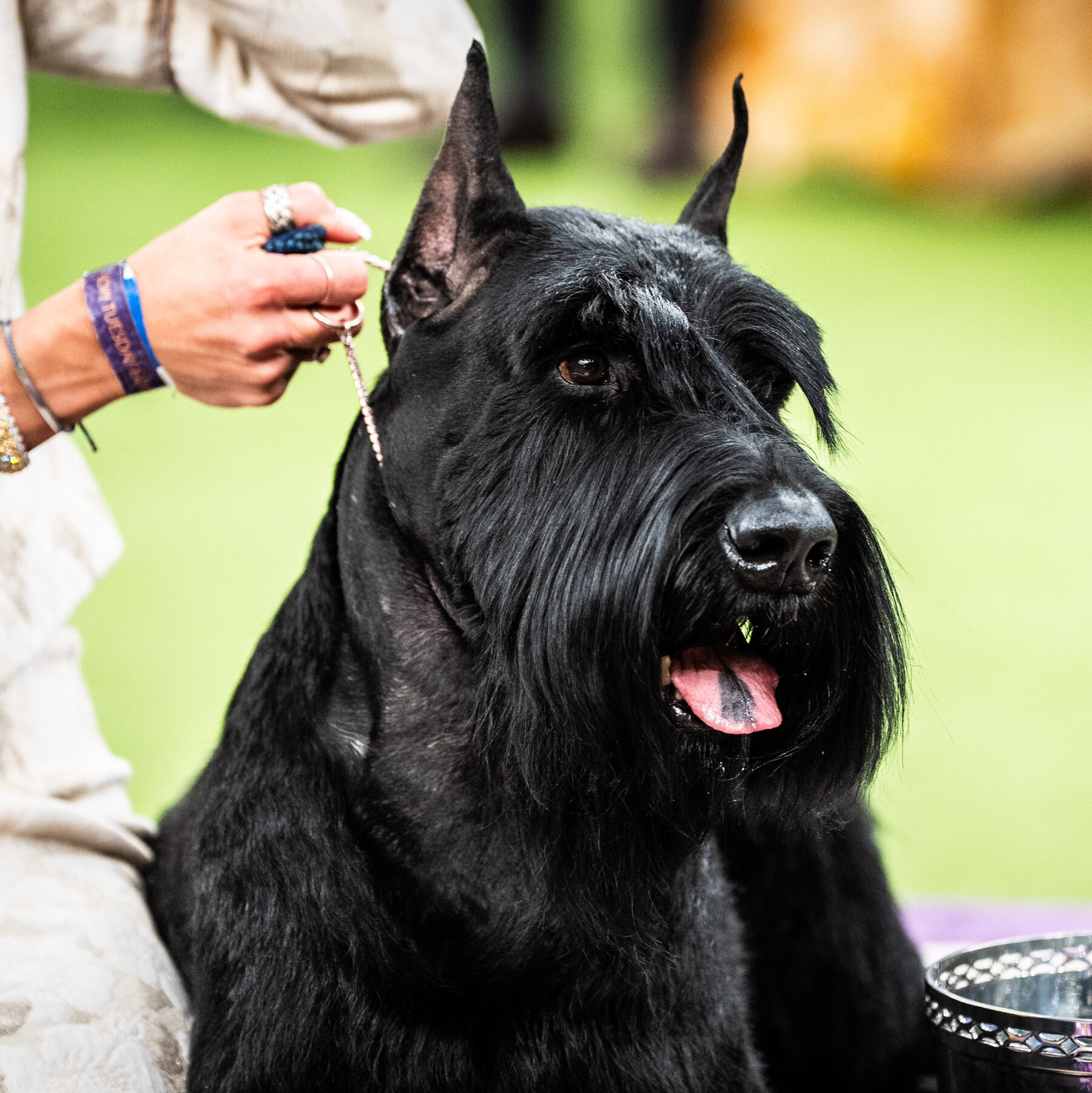 Westminster Dog Show 2025: Unforgettable Dogs Like Monty, Mercedes and Bourbon