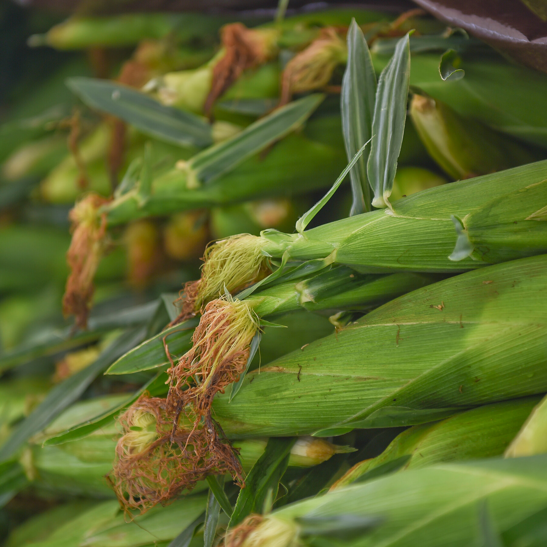 What a White House Report Says (and Doesn’t Say) About Pesticides and Health