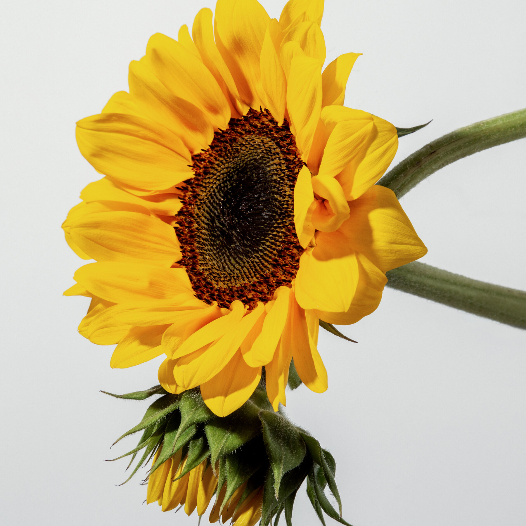 What are the Health Benefits of Sunshine?