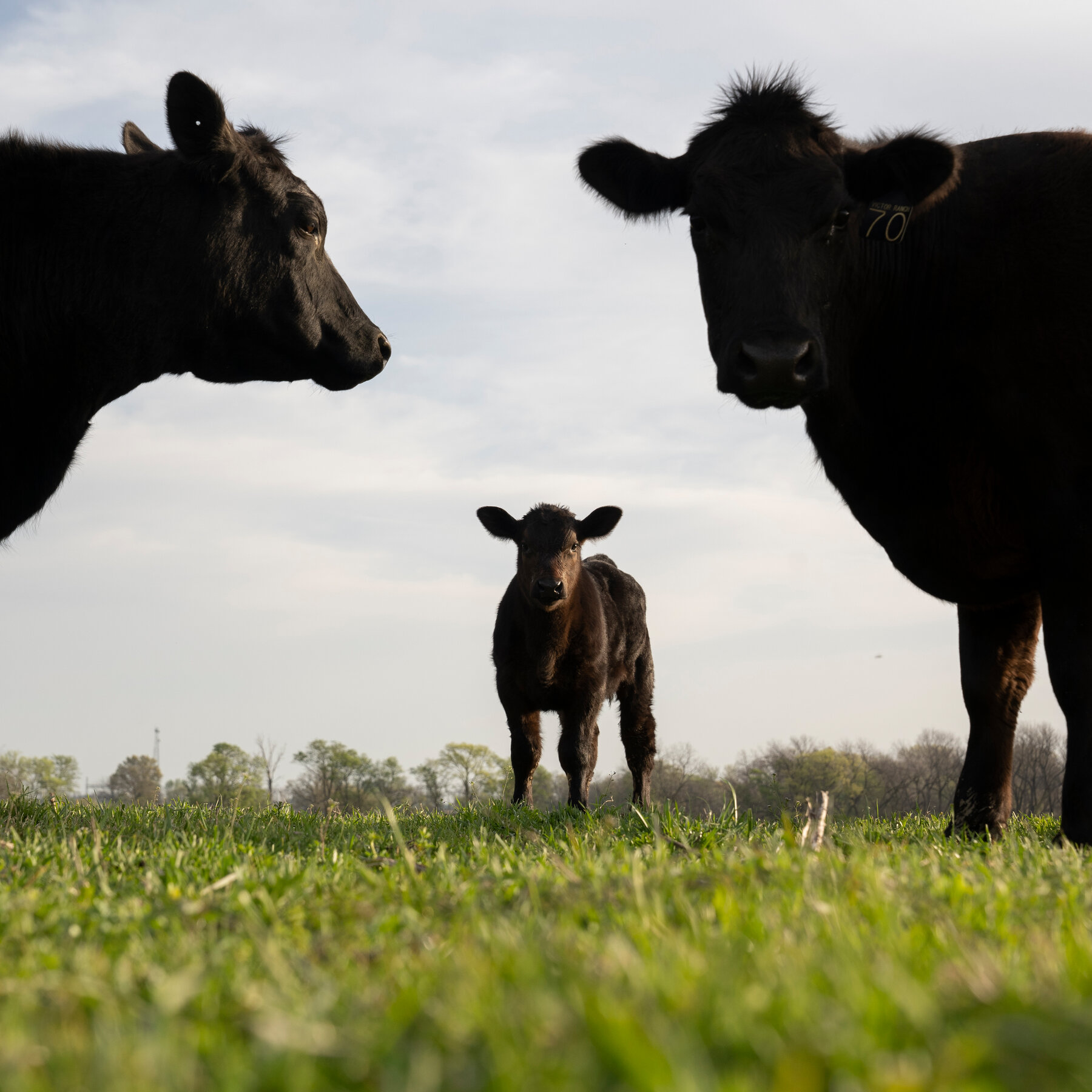 What Helped Clean Up Oklahoma Waters? Getting Cows to Use a Different Washroom.