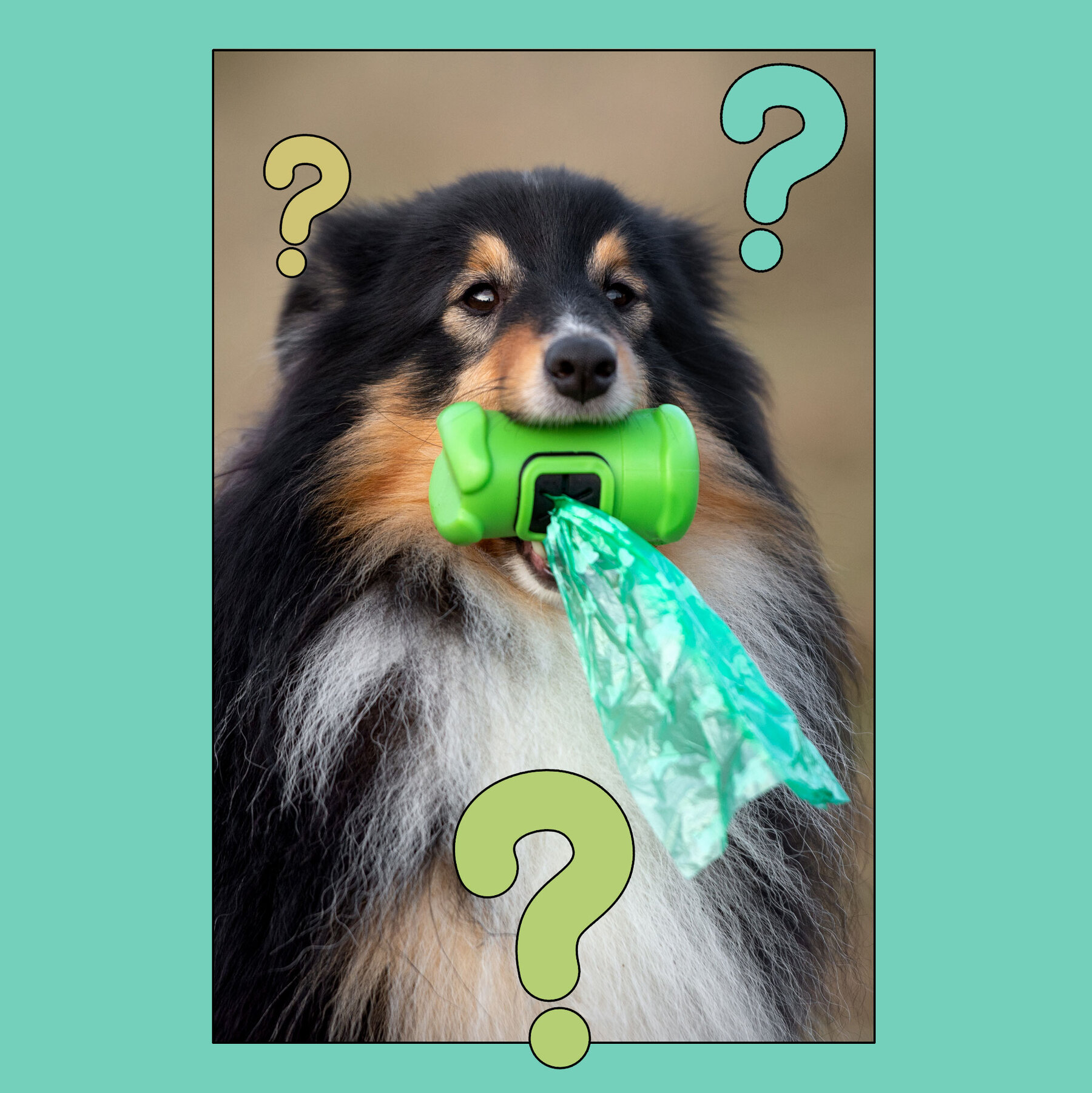 What Kind of Dog Poop Bags Should I Use?